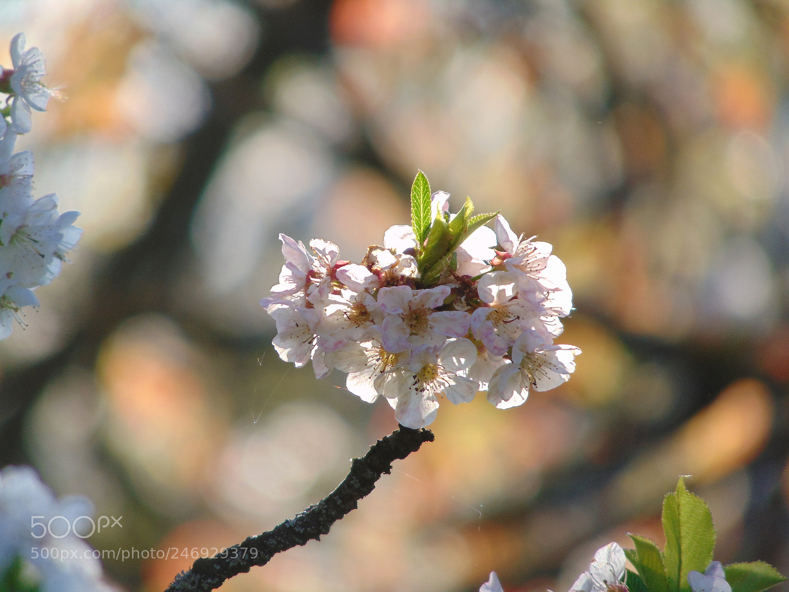 Sony Cyber-shot DSC-H300 sample photo. Dsc photography