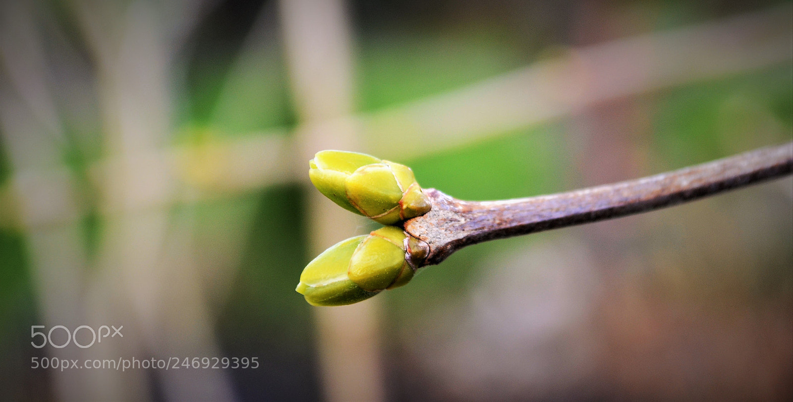 Nikon D5100 sample photo. To begin photography