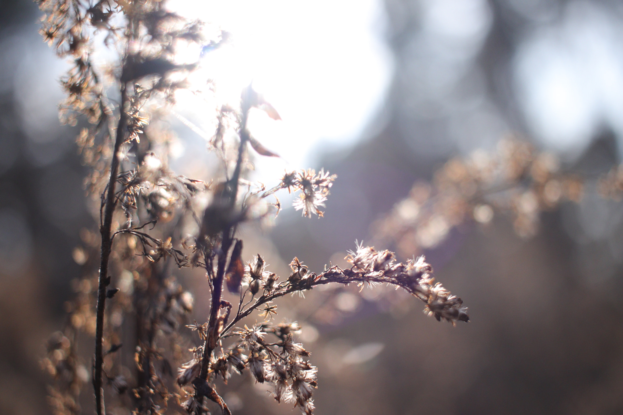 Canon EF-S 24mm F2.8 STM sample photo