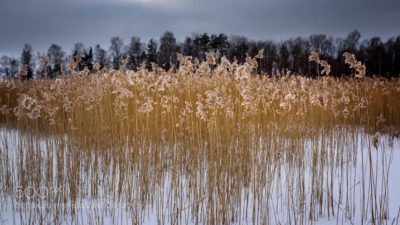 Nikon D810 sample photo. Reeds by the lake photography