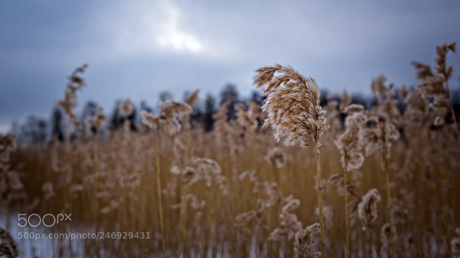 Nikon D810 sample photo. Reeds by the lake photography