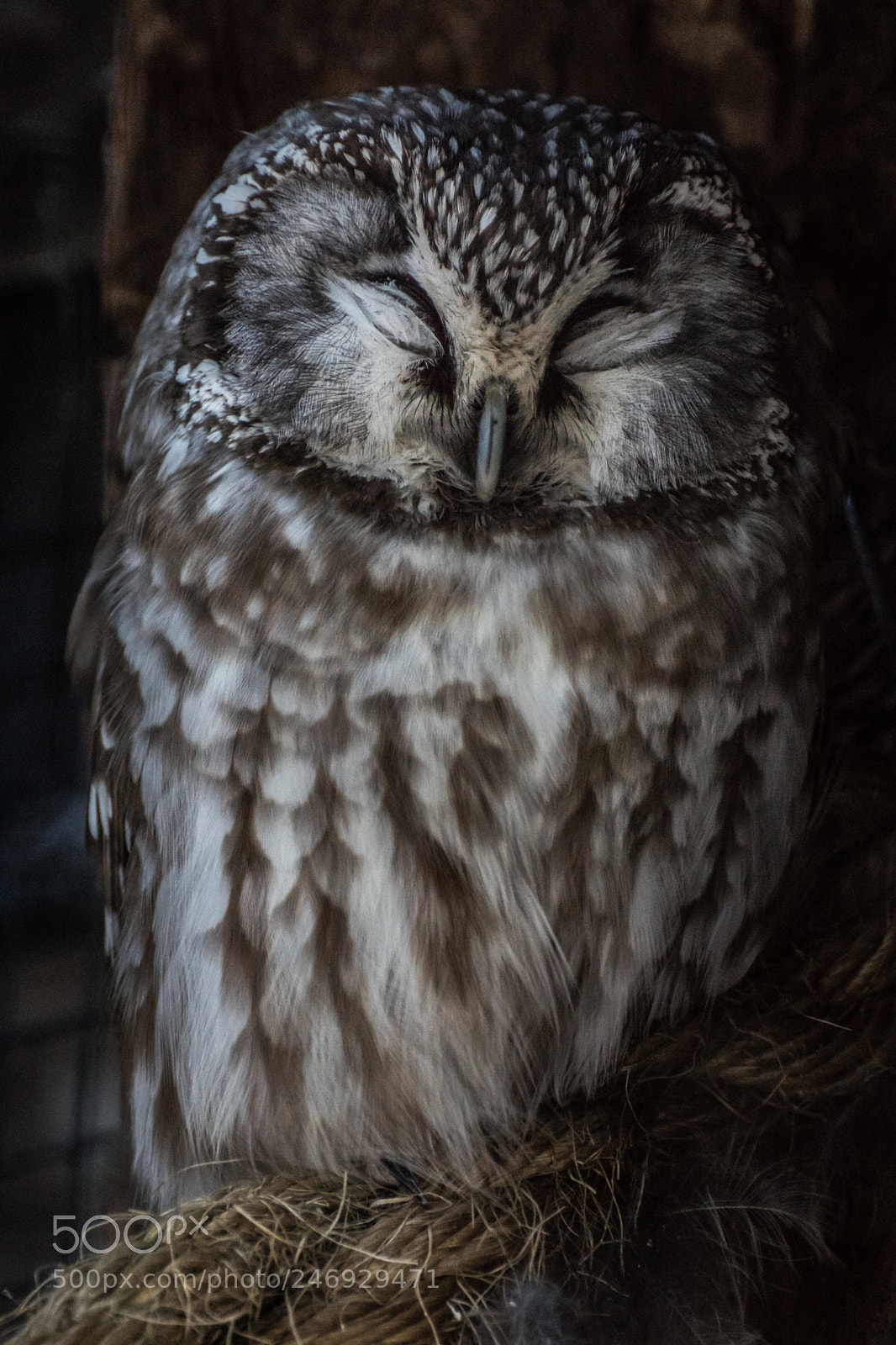 Sony ILCA-77M2 sample photo. Cute owl photography