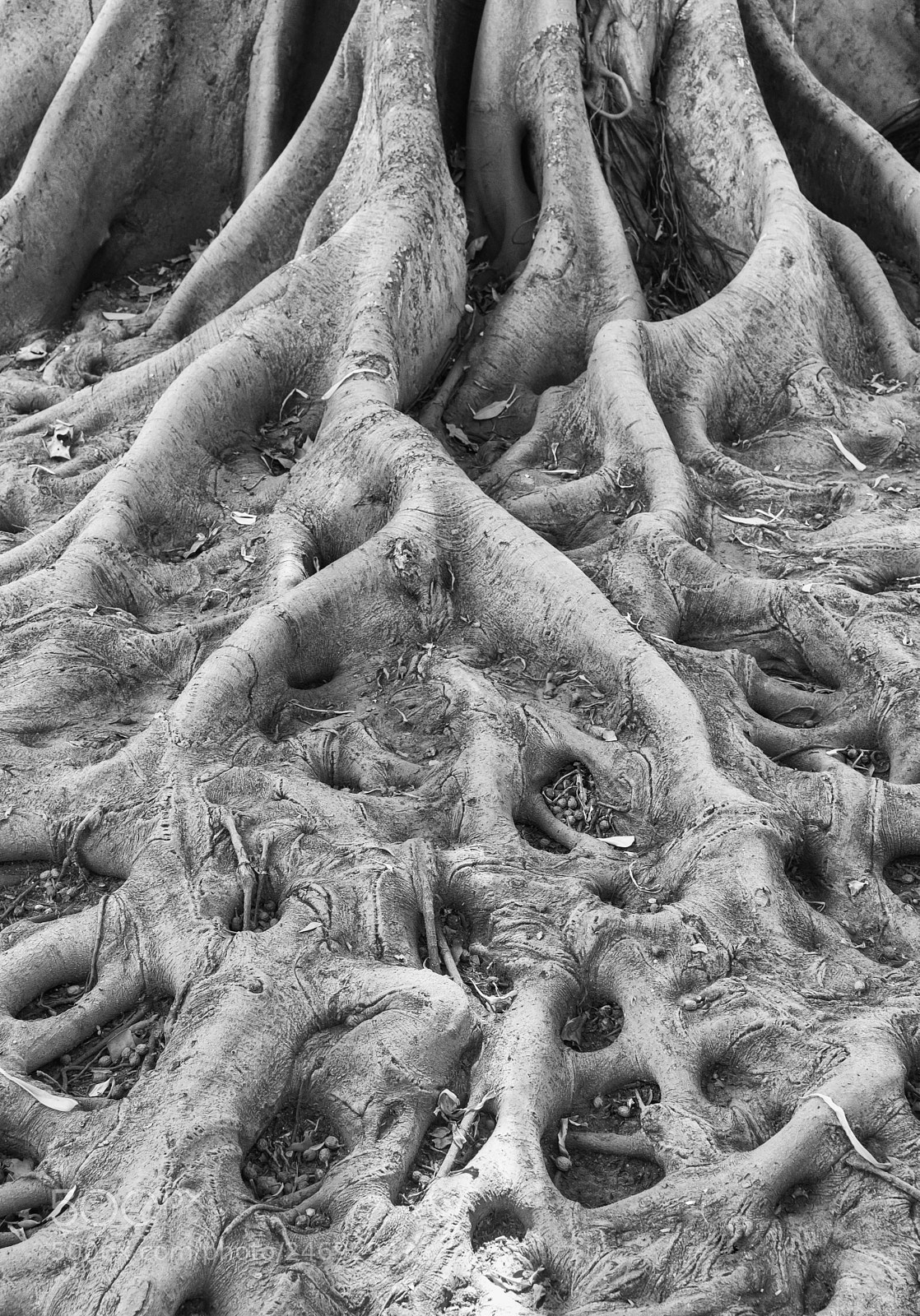 Canon EOS 760D (EOS Rebel T6s / EOS 8000D) sample photo. The roots of earth photography