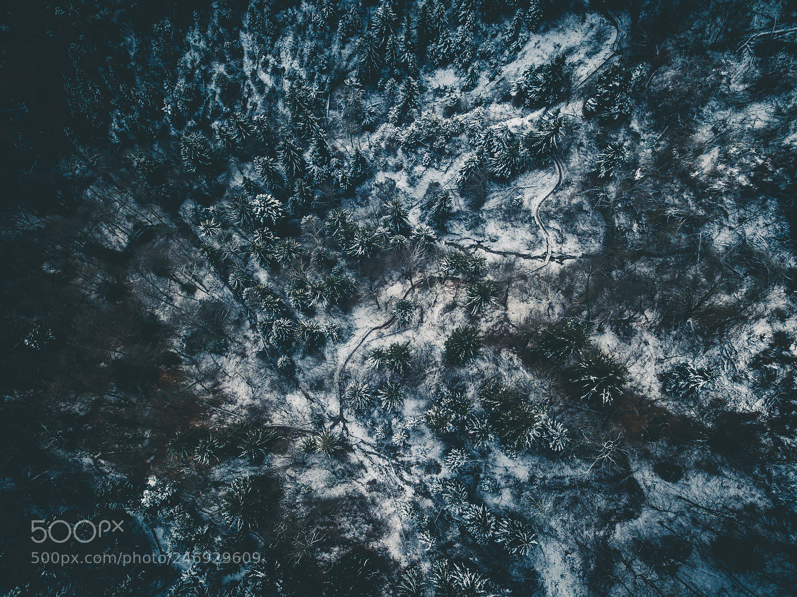 DJI FC220 sample photo. Patterns in trees photography
