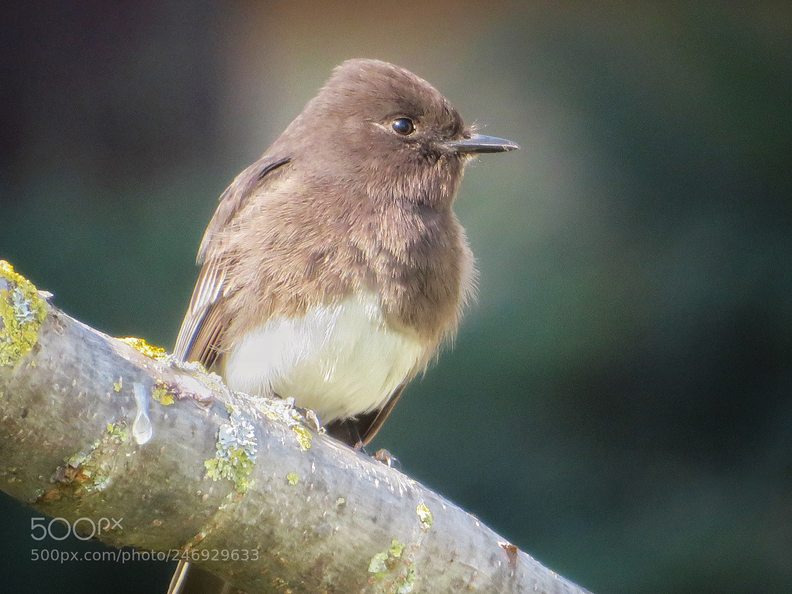 Canon PowerShot SX720 HS sample photo. Black phoebe photography
