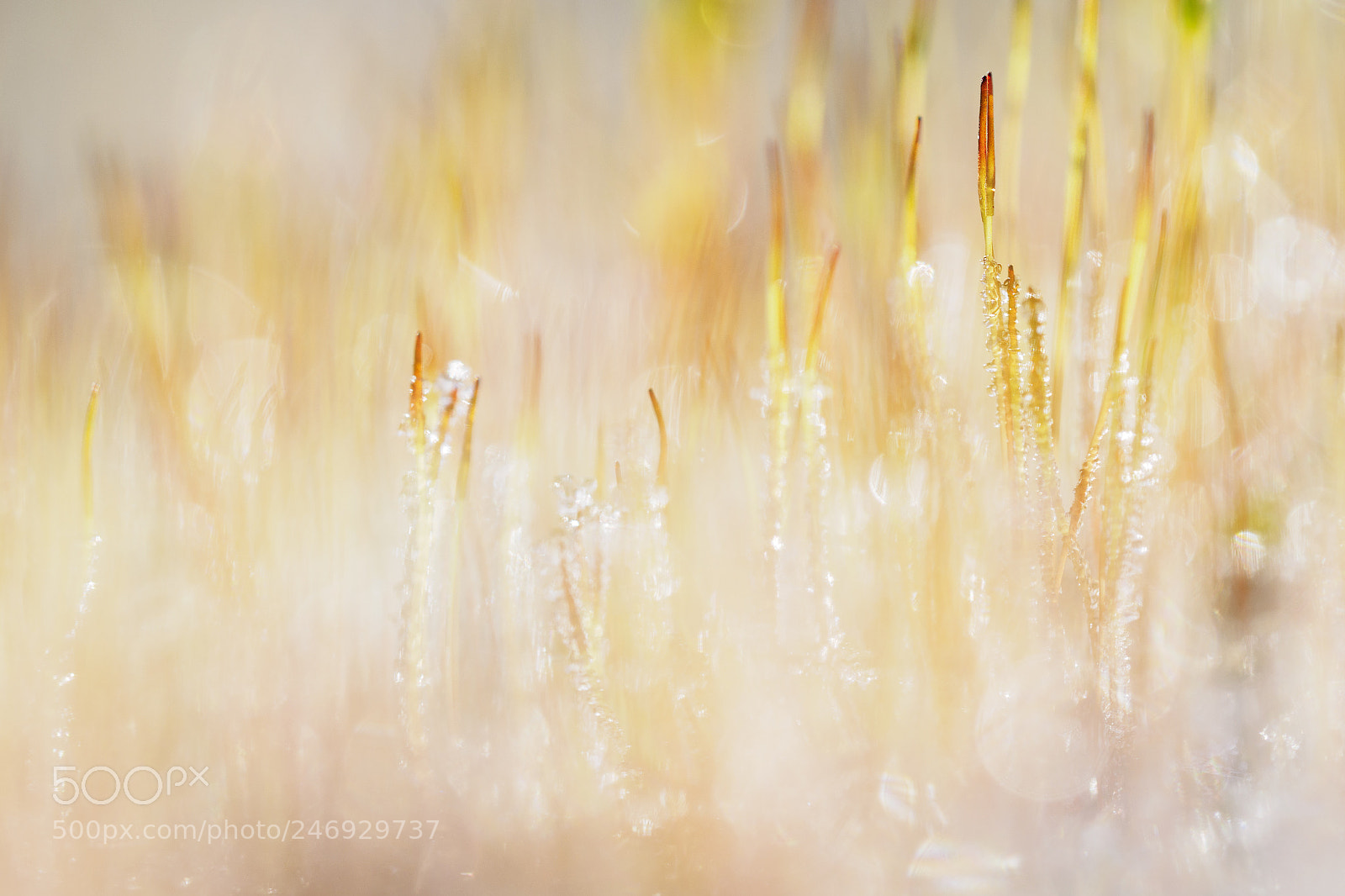Olympus OM-D E-M1 sample photo. Frozen moss #1 photography