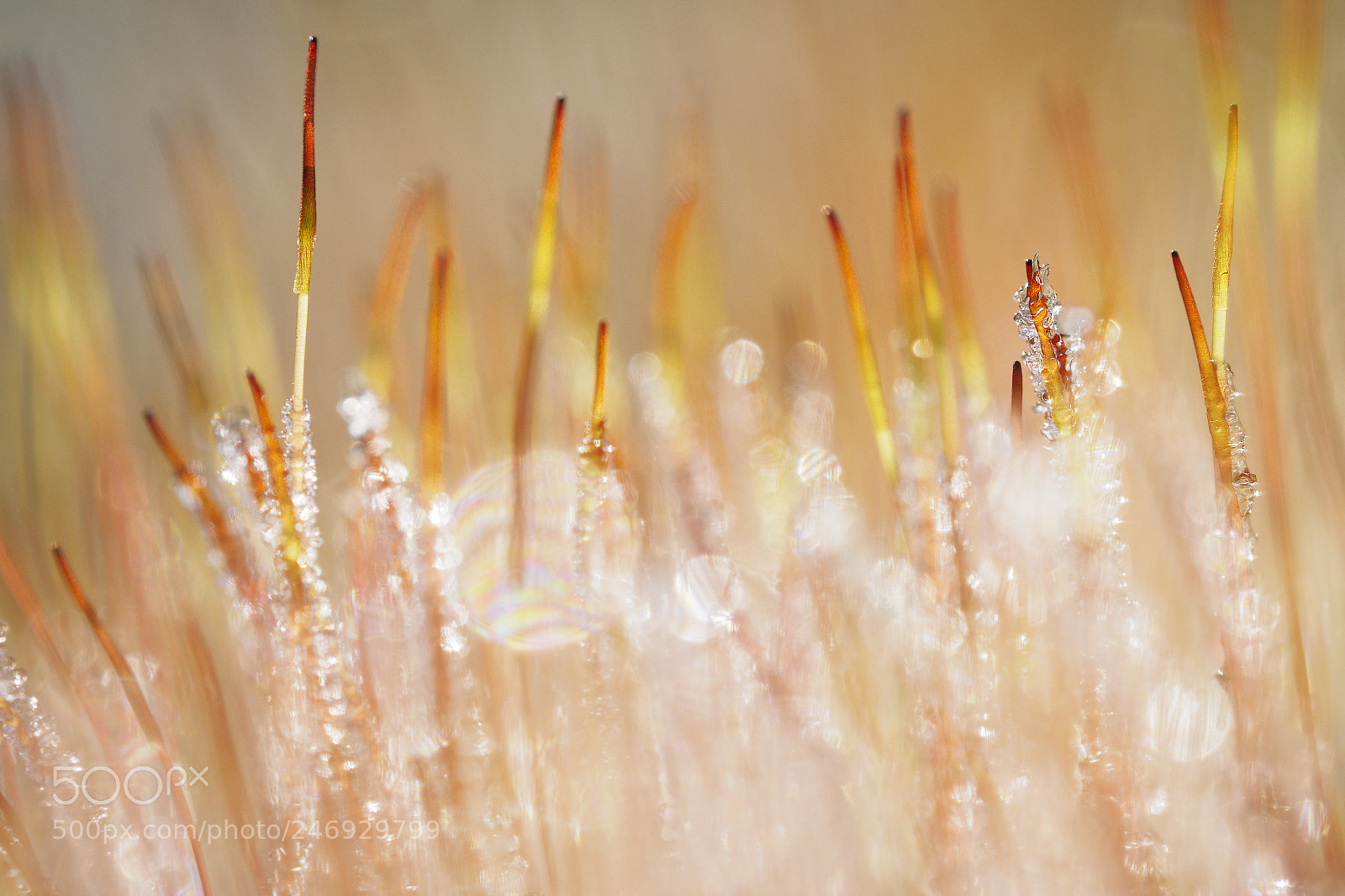 Olympus OM-D E-M1 sample photo. Frozen moss #2 photography