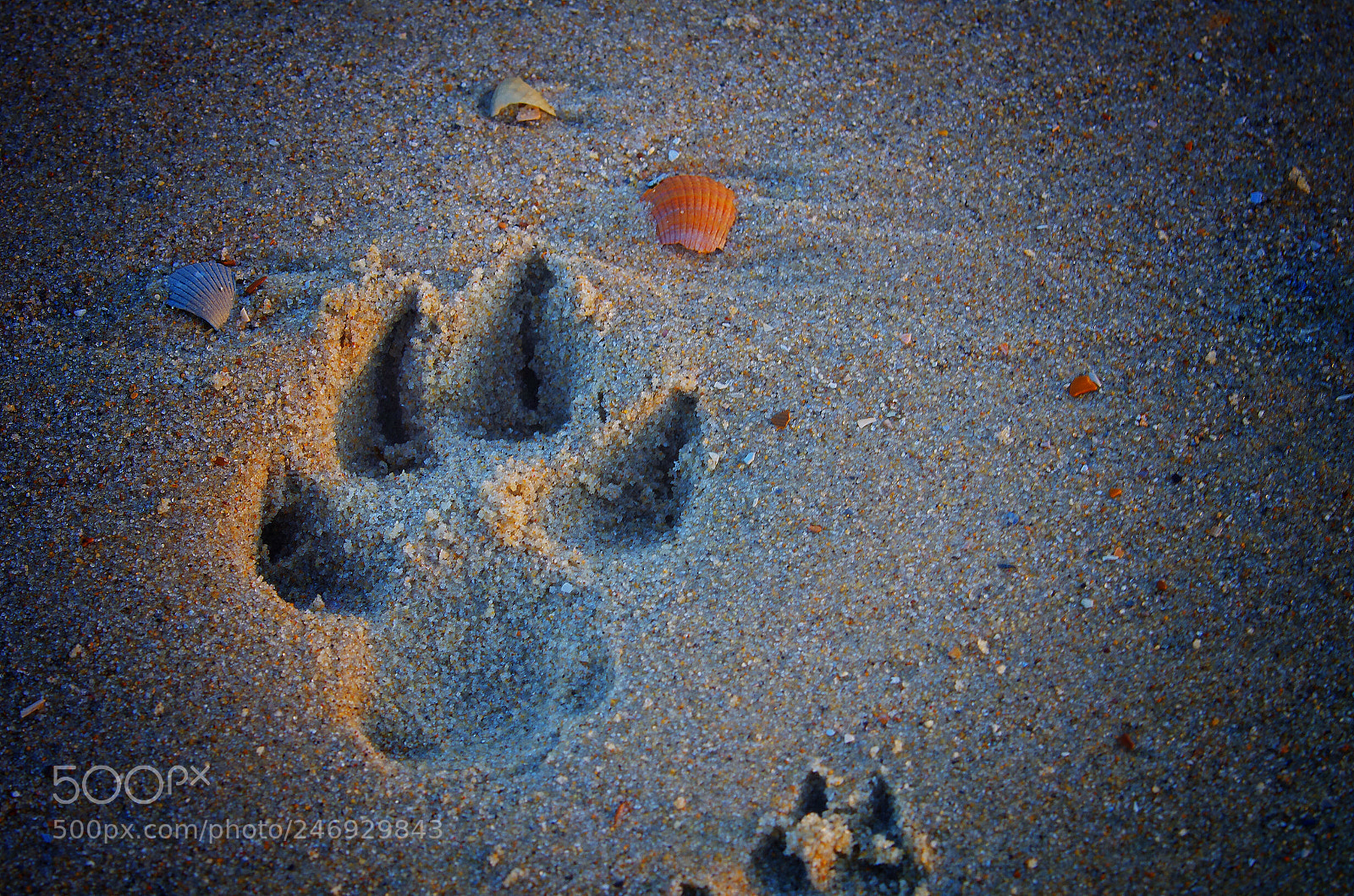 Pentax K-5 II sample photo. Spur photography