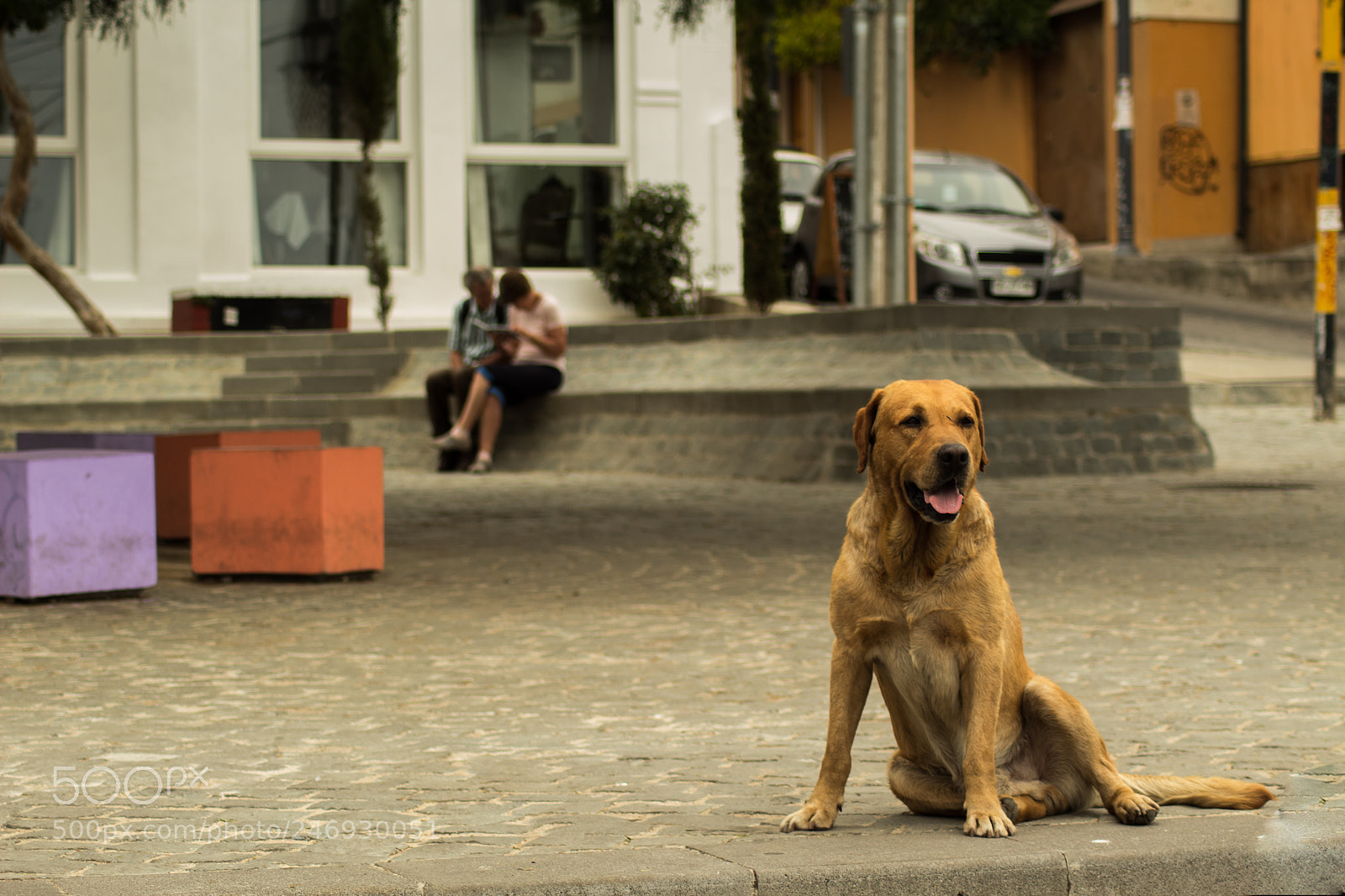 Canon EOS 1300D (EOS Rebel T6 / EOS Kiss X80) sample photo. Dog photography