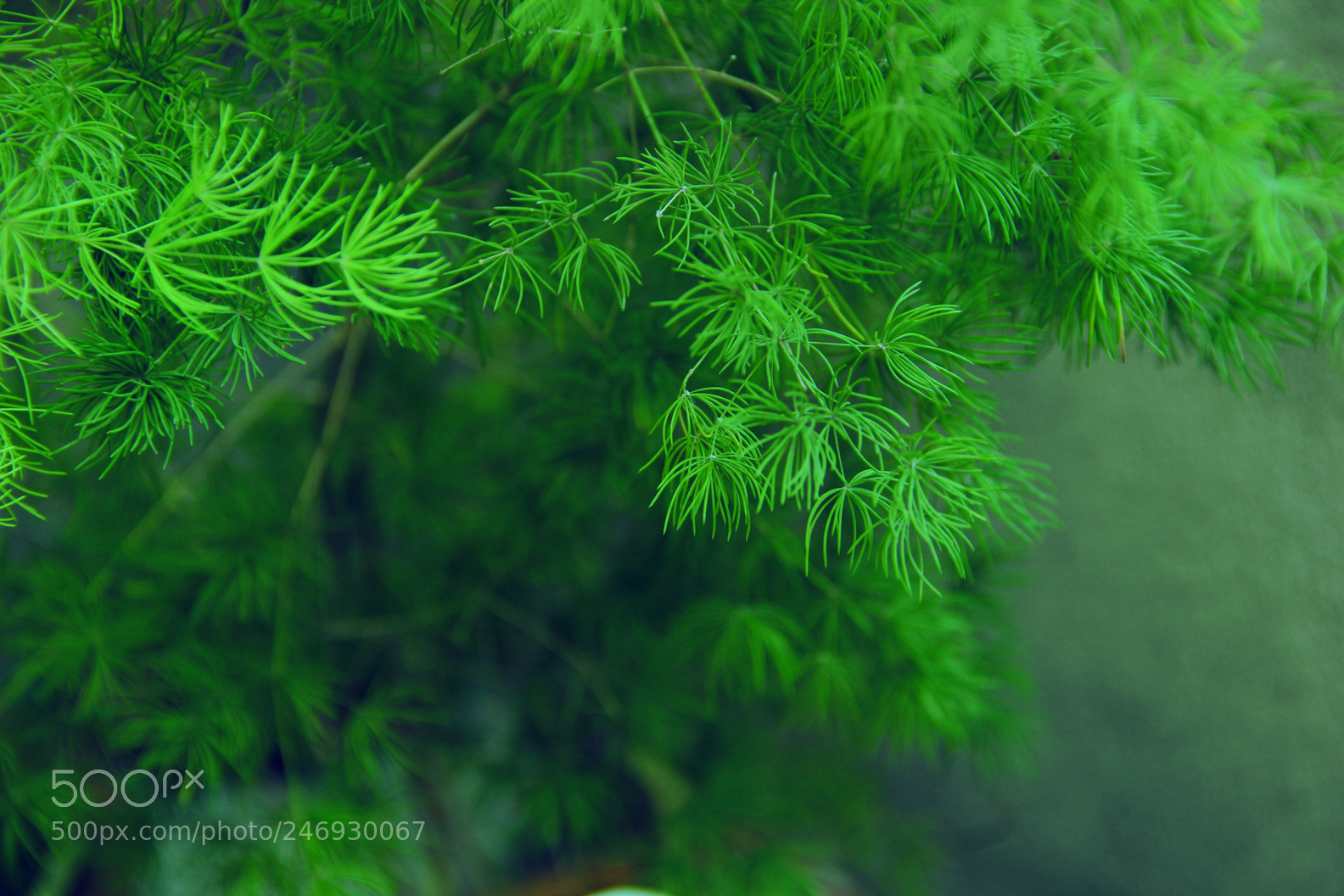 Canon EOS 550D (EOS Rebel T2i / EOS Kiss X4) sample photo. "teengreen" photography