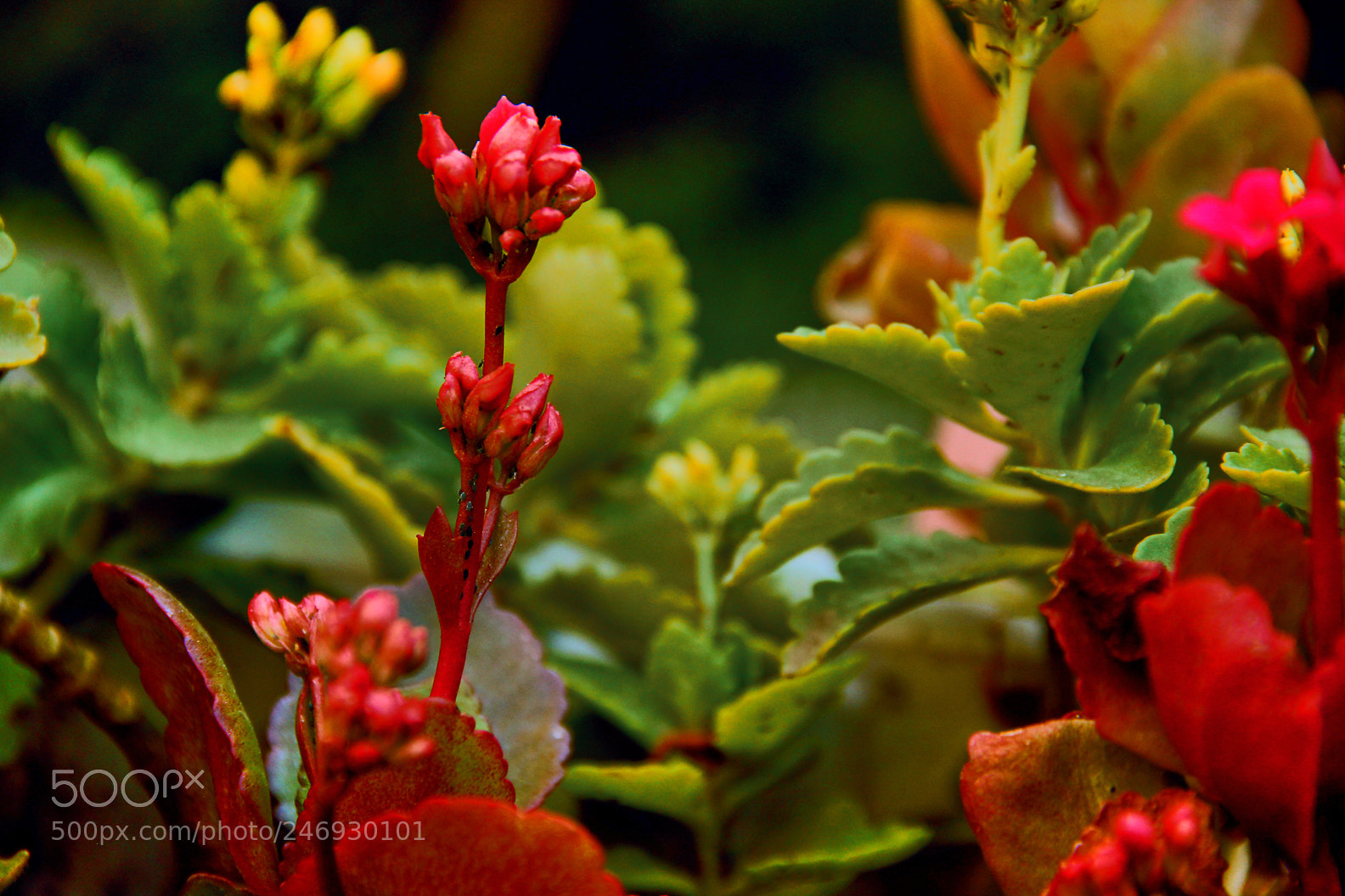 Canon EOS 550D (EOS Rebel T2i / EOS Kiss X4) sample photo. Angel's blood photography