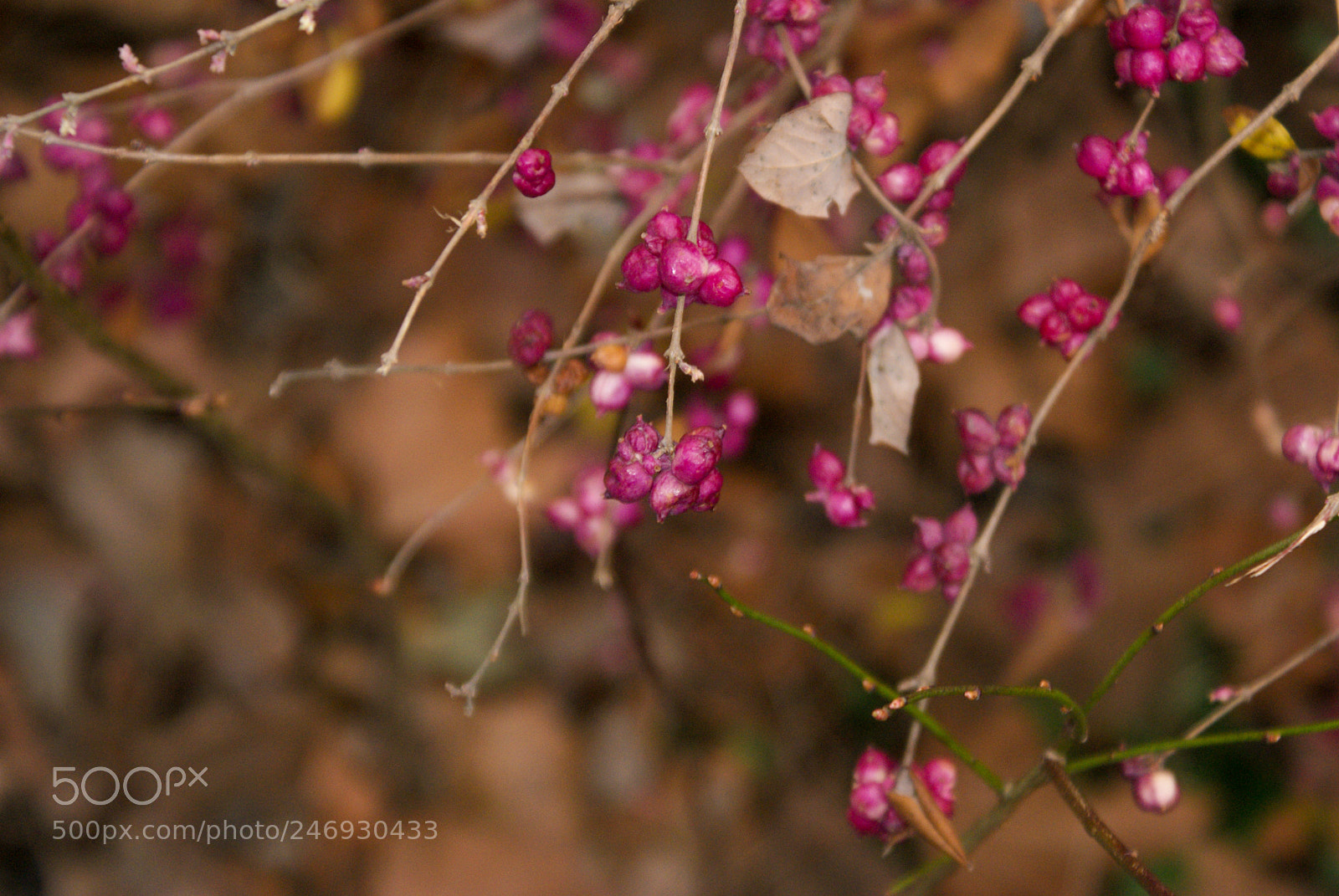 Sony Alpha DSLR-A300 sample photo. 25493978237.jpg photography
