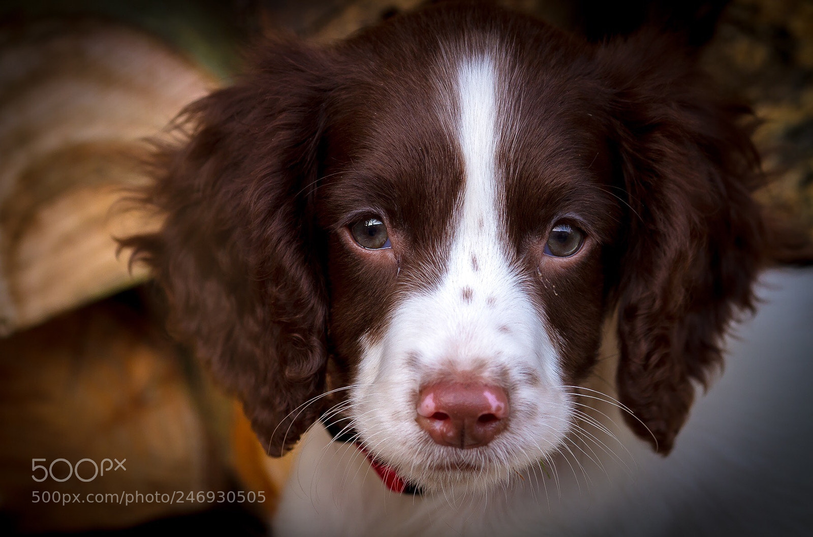 Canon EOS 7D sample photo. Pippa photography