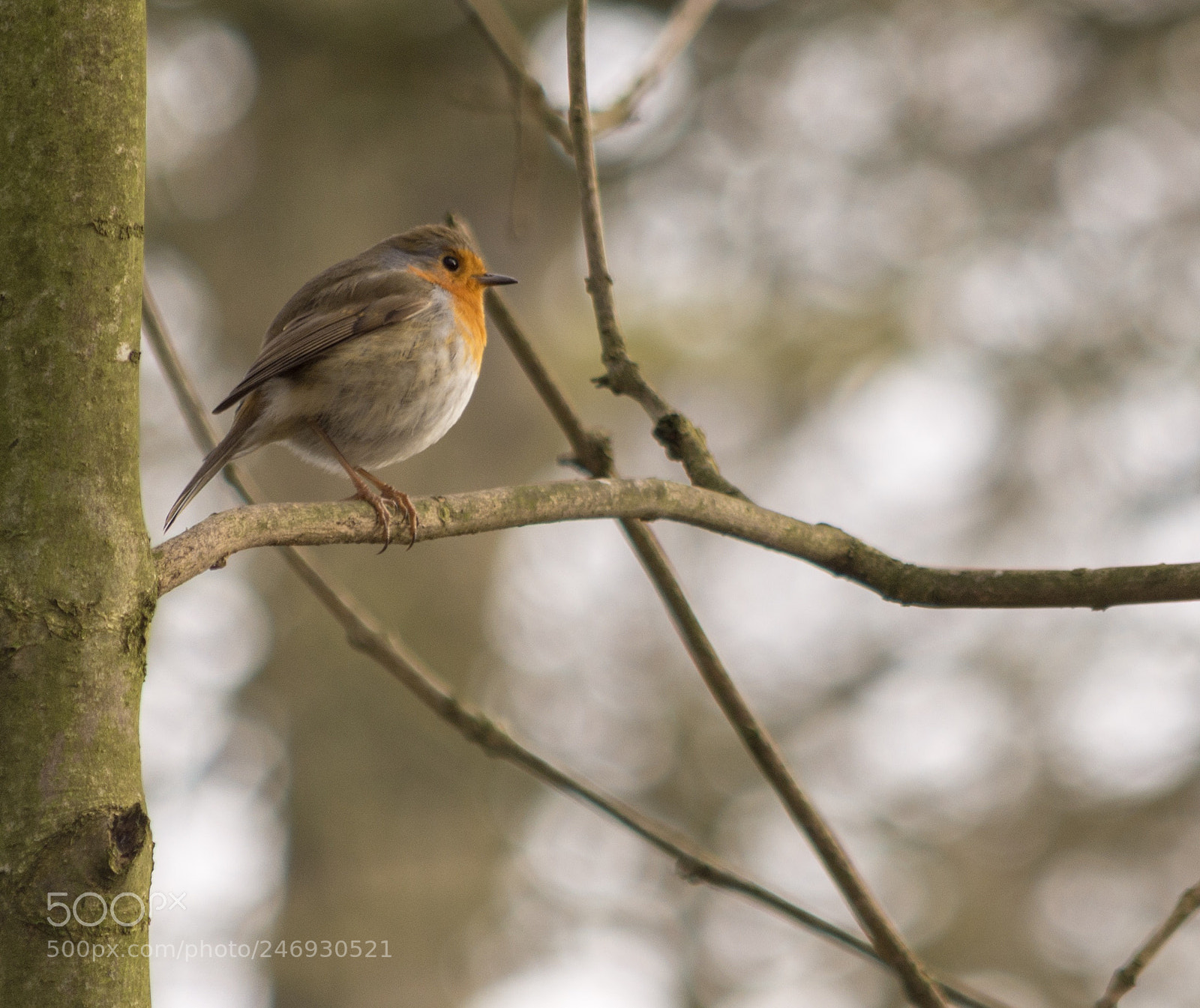 Nikon D7200 sample photo. Robin photography