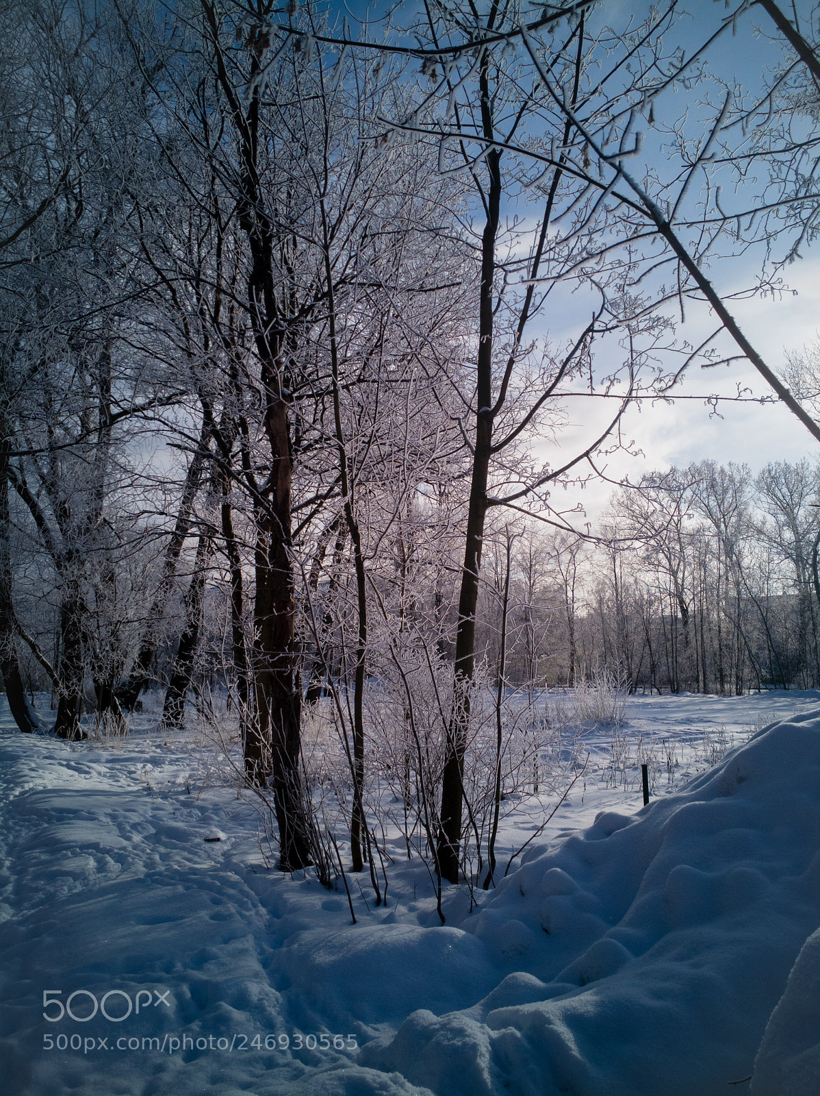 HUAWEI P10 sample photo. Snow tree photography