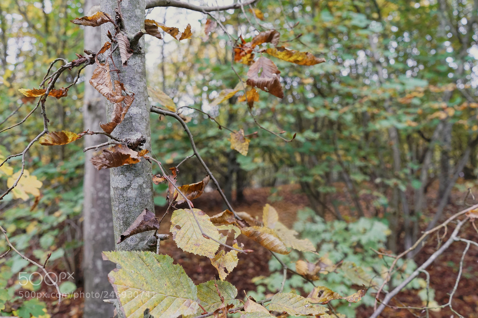 Sony a7R II sample photo. Untitled photography