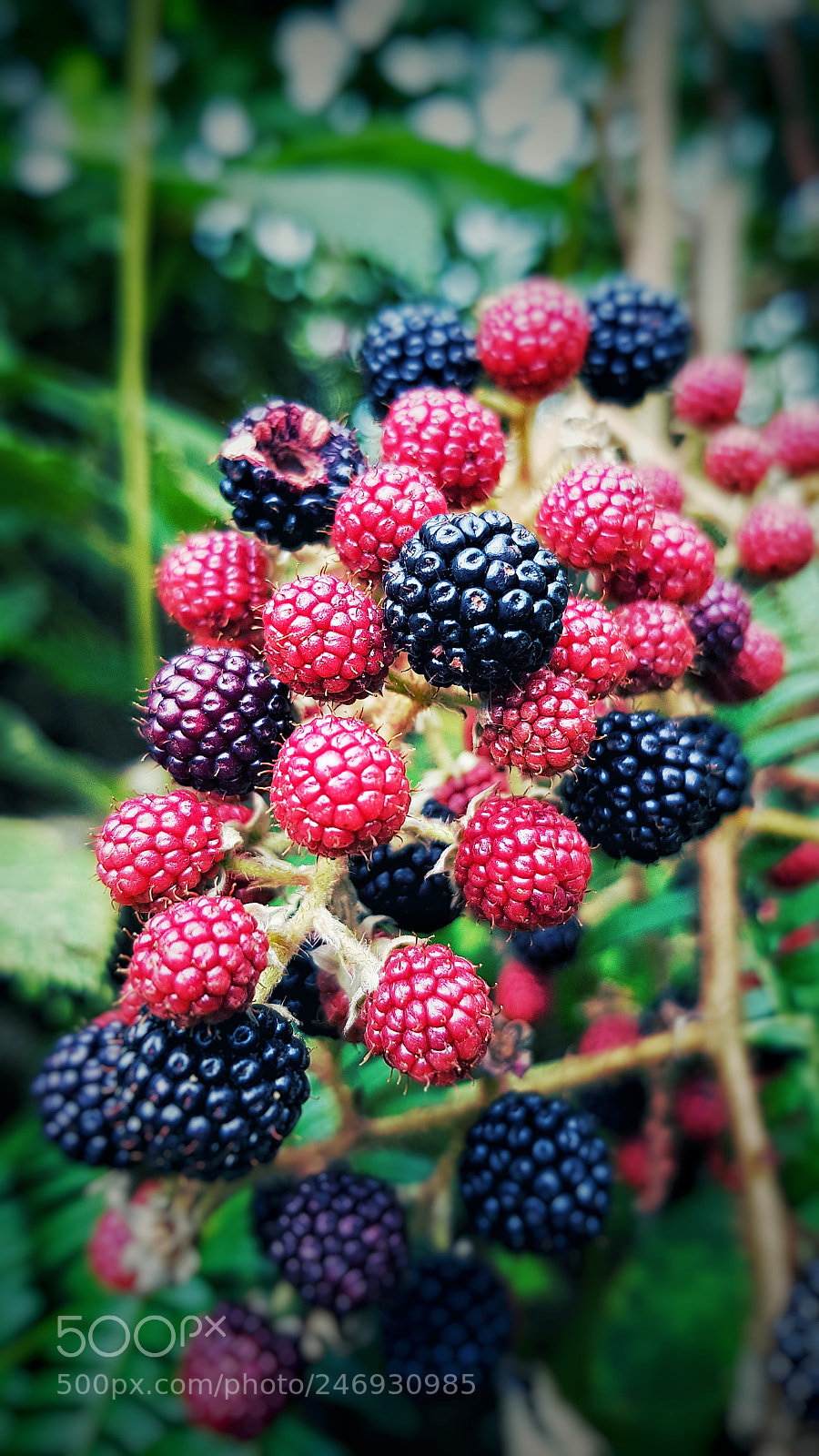 Samsung Galaxy S8 sample photo. Blackberry photography