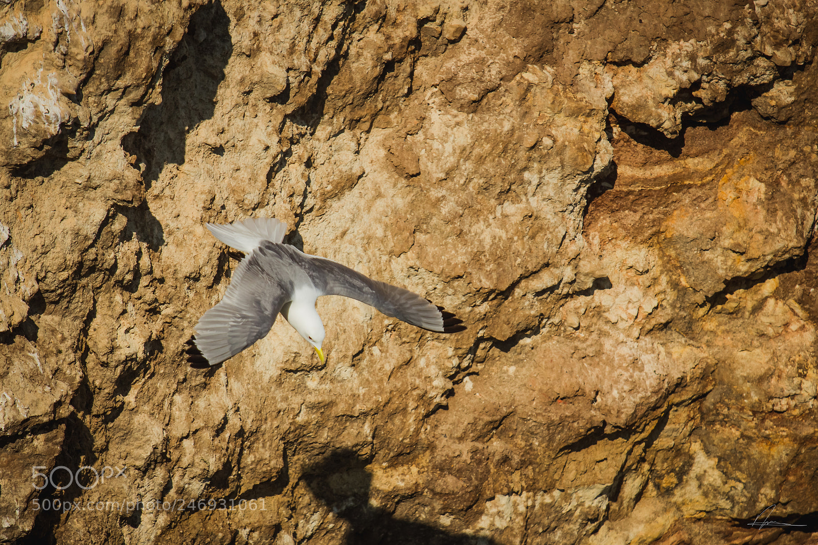 Canon EOS 550D (EOS Rebel T2i / EOS Kiss X4) sample photo. Seagull in flight photography
