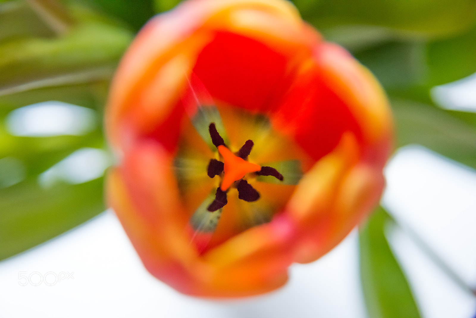 Nikon D810 sample photo. Untitled photography