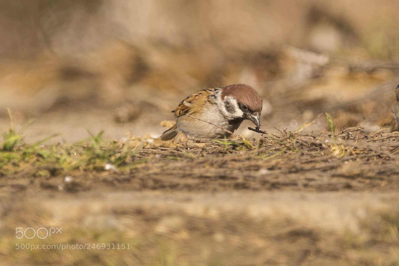 Nikon D7100 sample photo. Eurasian tree sparrow photography