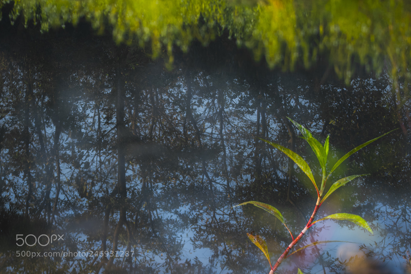 Nikon D810 sample photo. Canvas of plants photography
