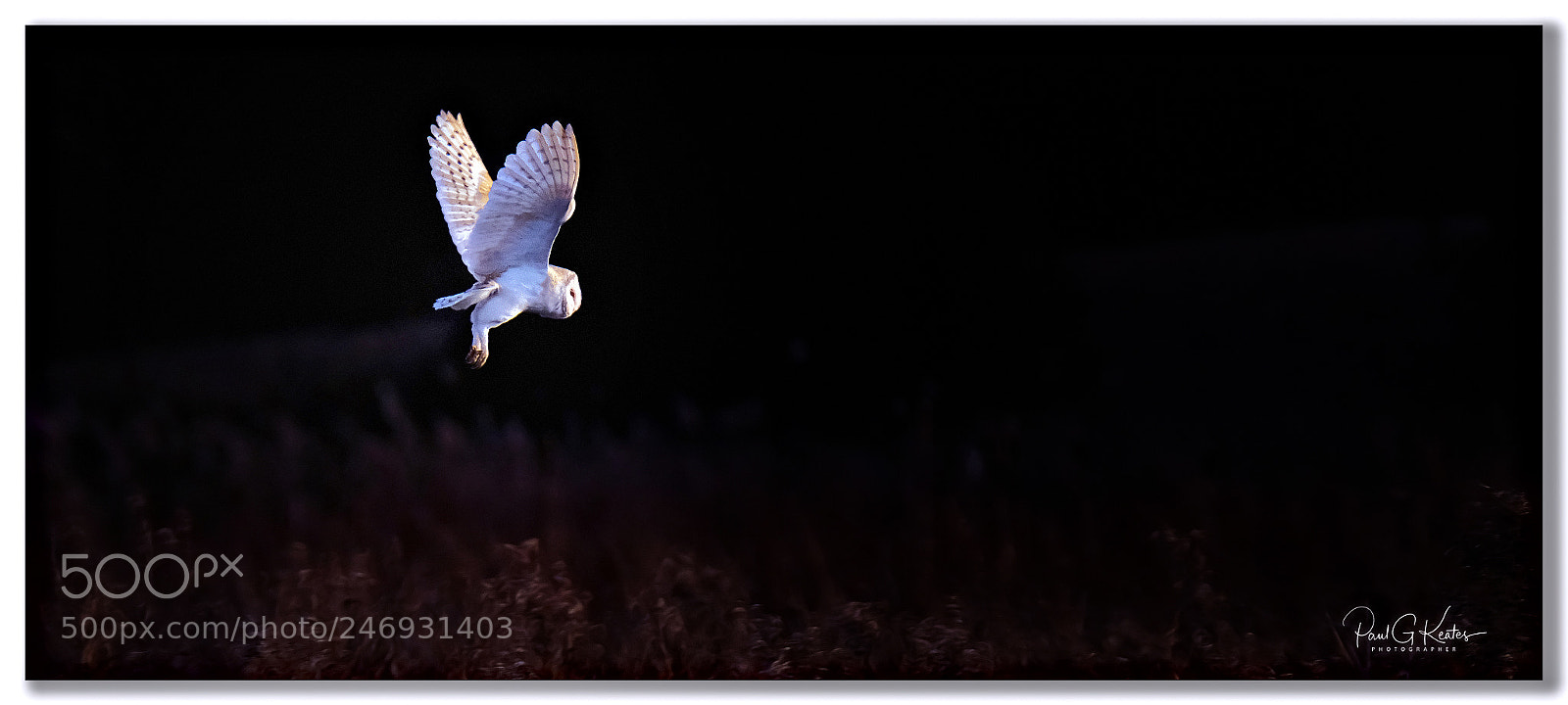 Fujifilm X-T2 sample photo. Hunting for supper.... photography