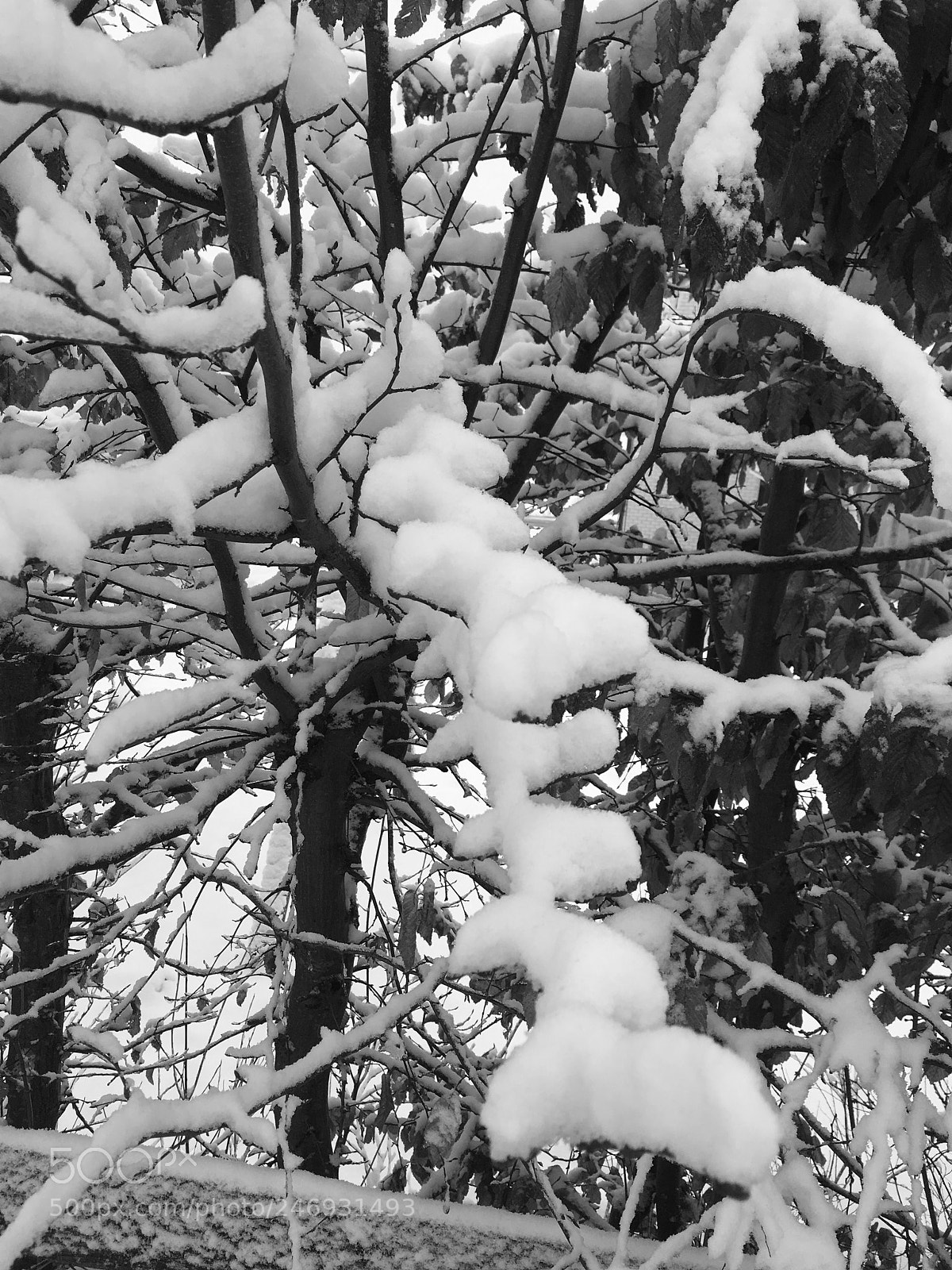 Apple iPhone 6s sample photo. Winter wonderland photography