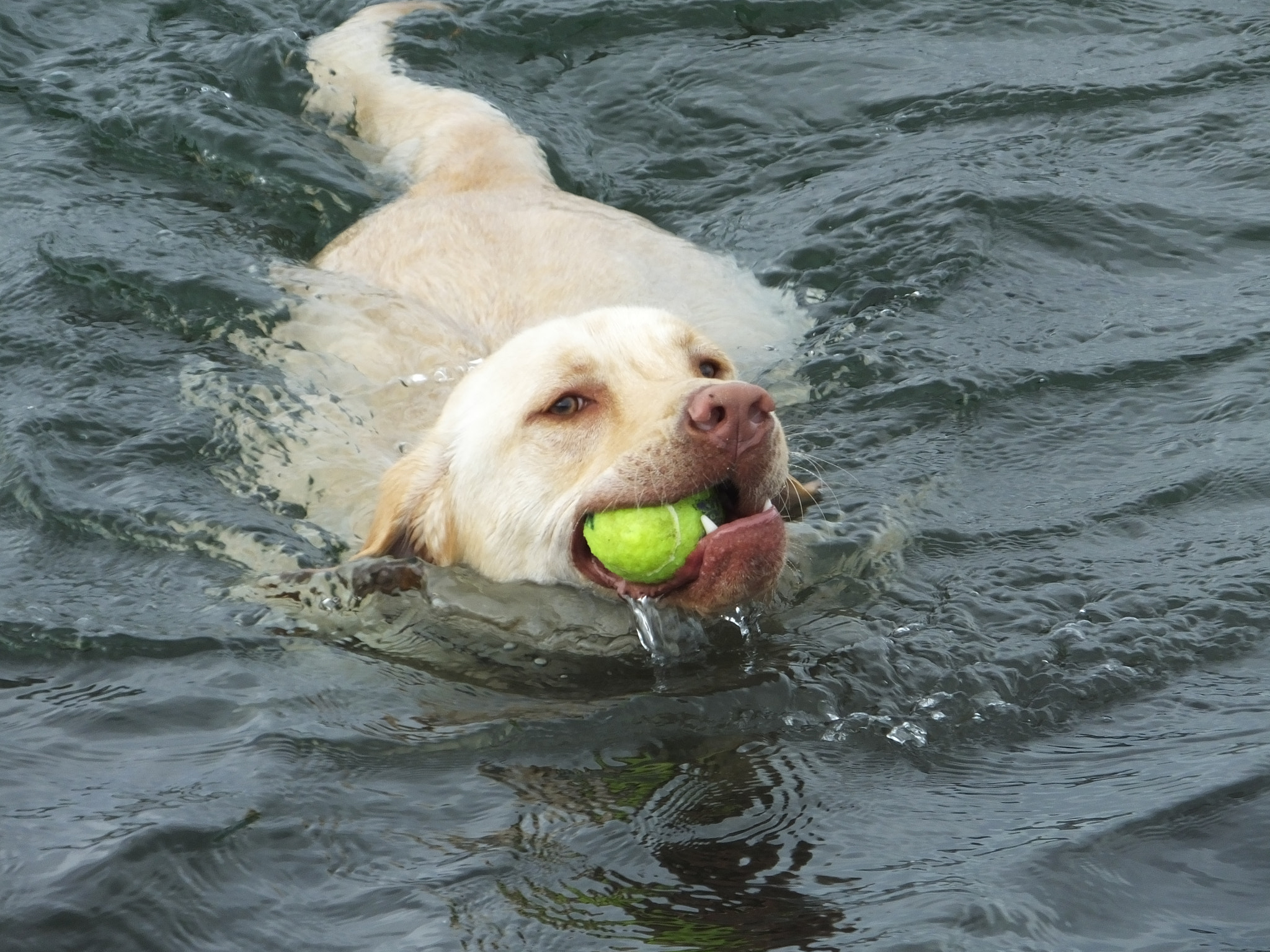 Fujifilm FinePix HS50 EXR sample photo. Rescue dogs at play and rest photography