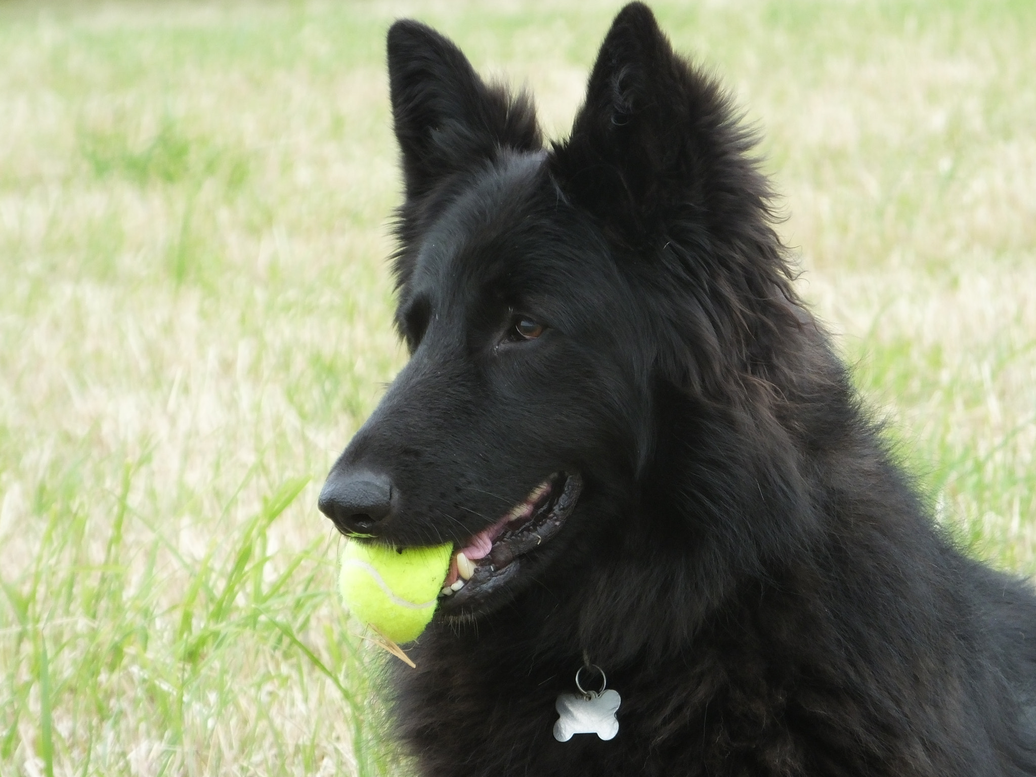 Fujifilm FinePix HS50 EXR sample photo. Rescue dogs at play and rest photography