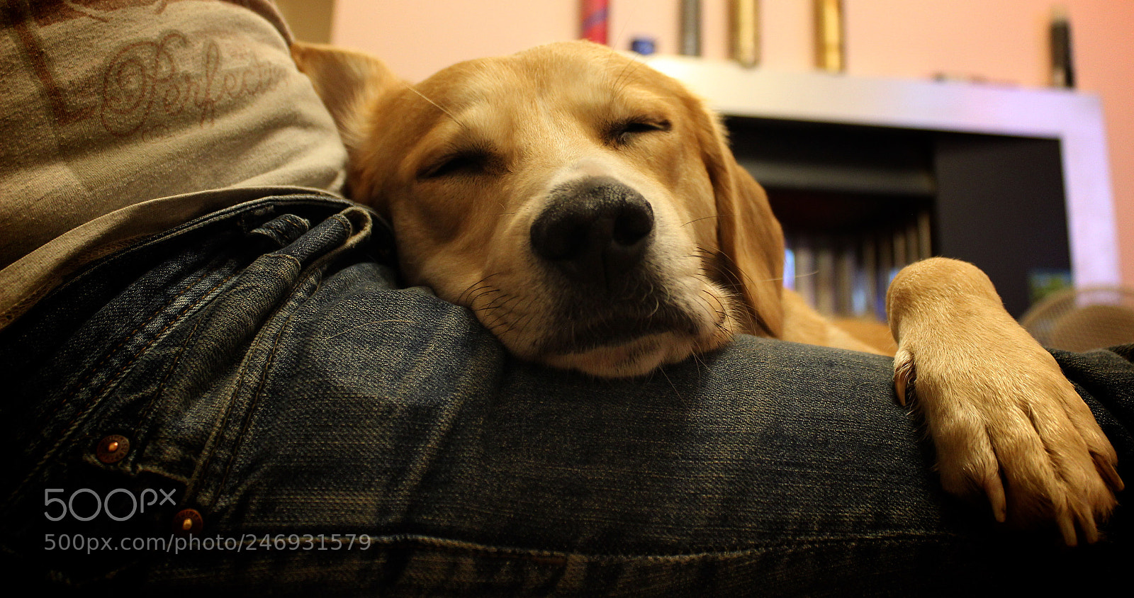 Canon EOS 600D (Rebel EOS T3i / EOS Kiss X5) sample photo. Rescue dogs at play photography