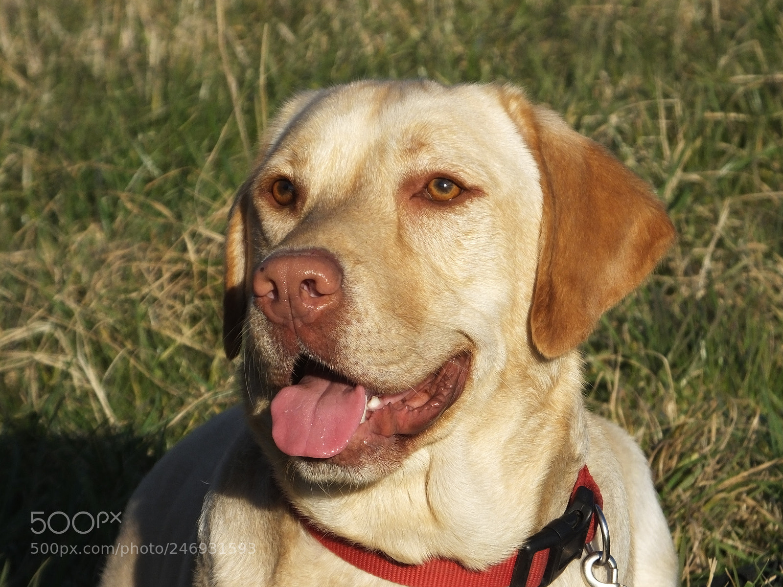 Fujifilm FinePix HS50 EXR sample photo. Rescue dogs at play photography