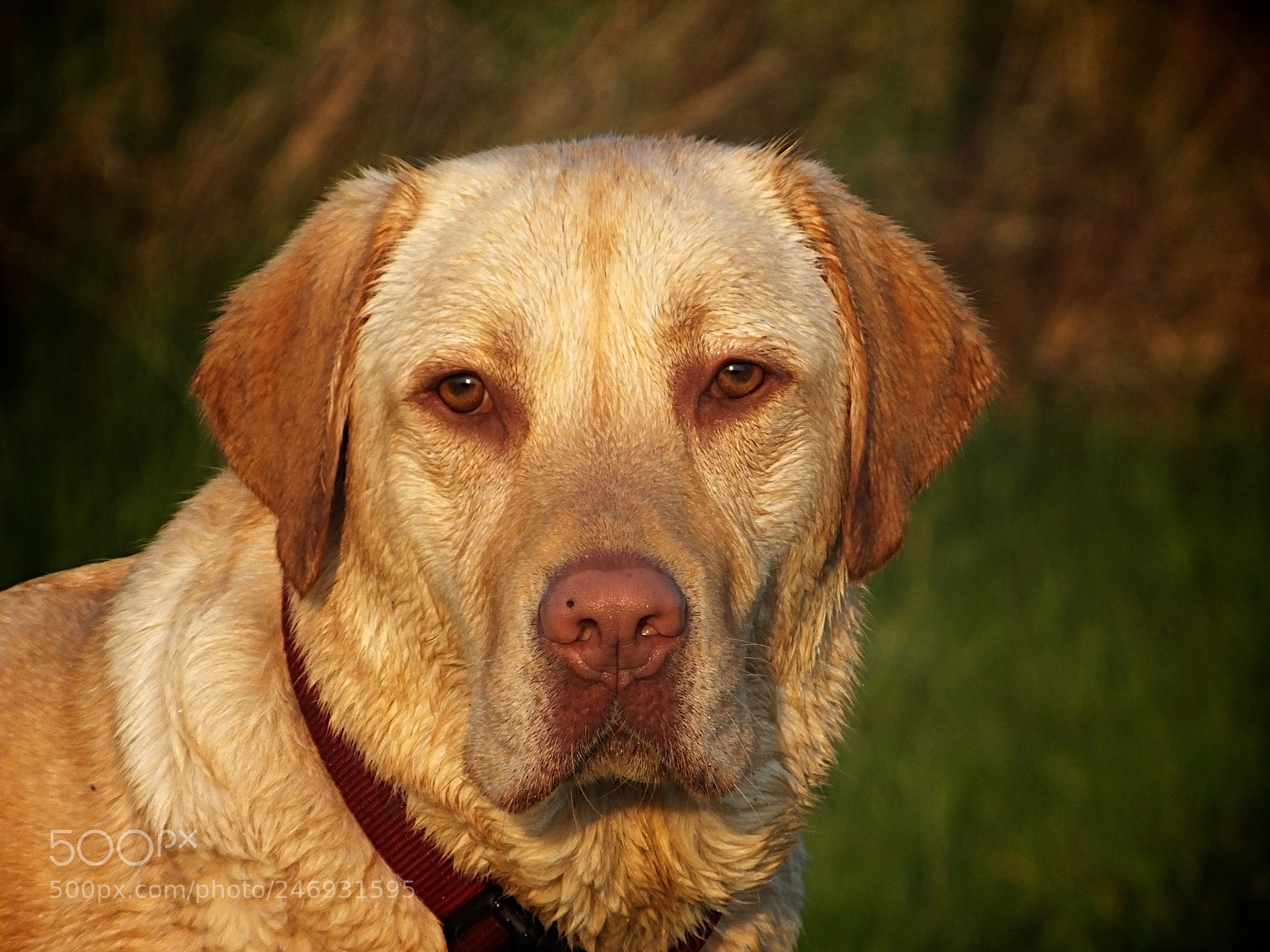Fujifilm FinePix HS50 EXR sample photo. Rescue dogs at play photography