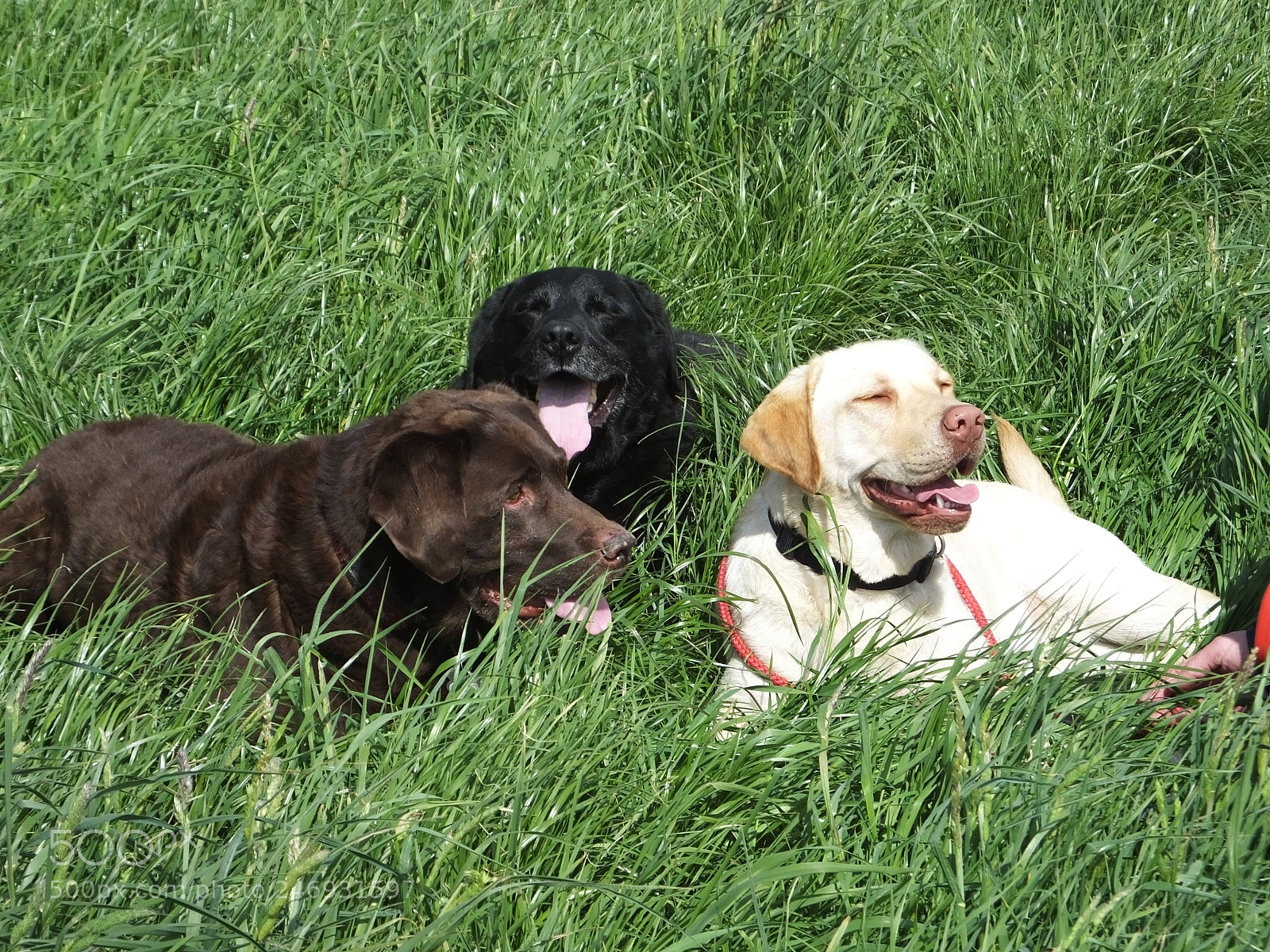Fujifilm FinePix HS50 EXR sample photo. Rescue dogs at play photography
