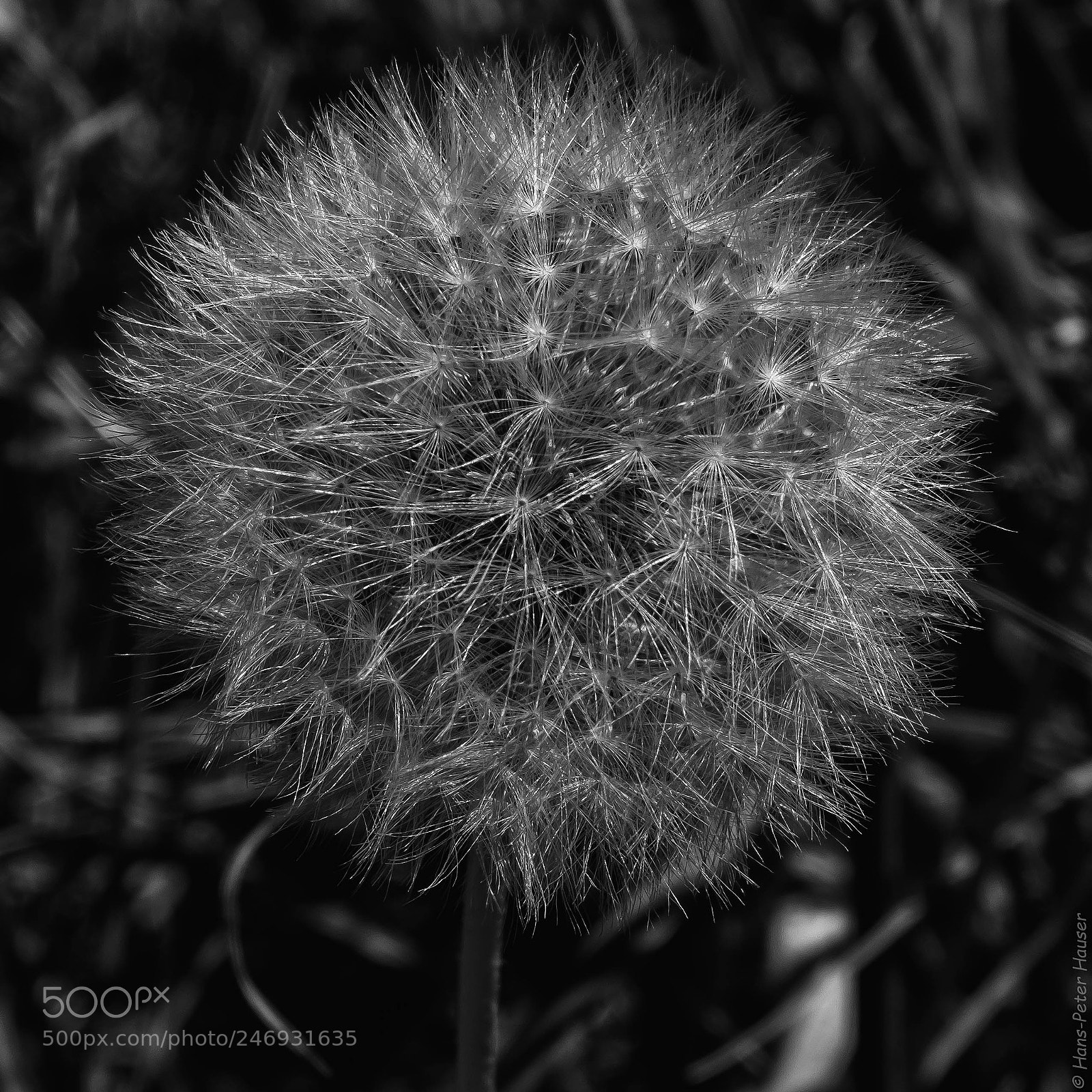 Fujifilm X-T2 sample photo. Dandelion photography