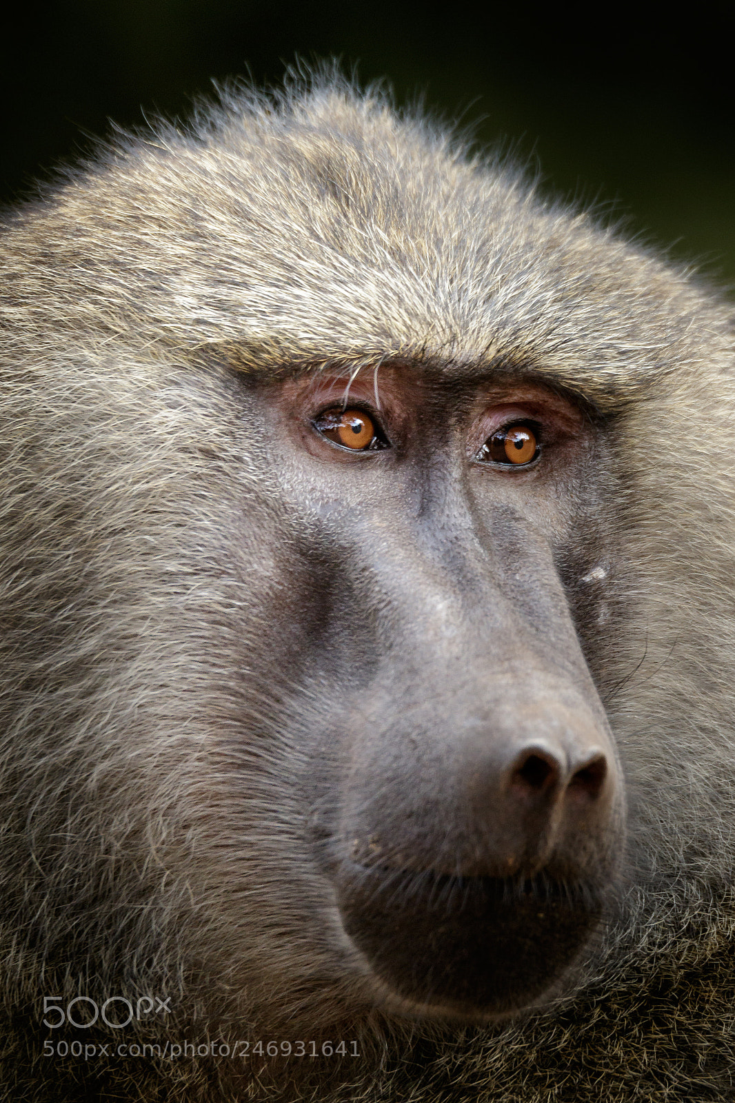Canon EOS 7D Mark II sample photo. Alpha male 2 photography