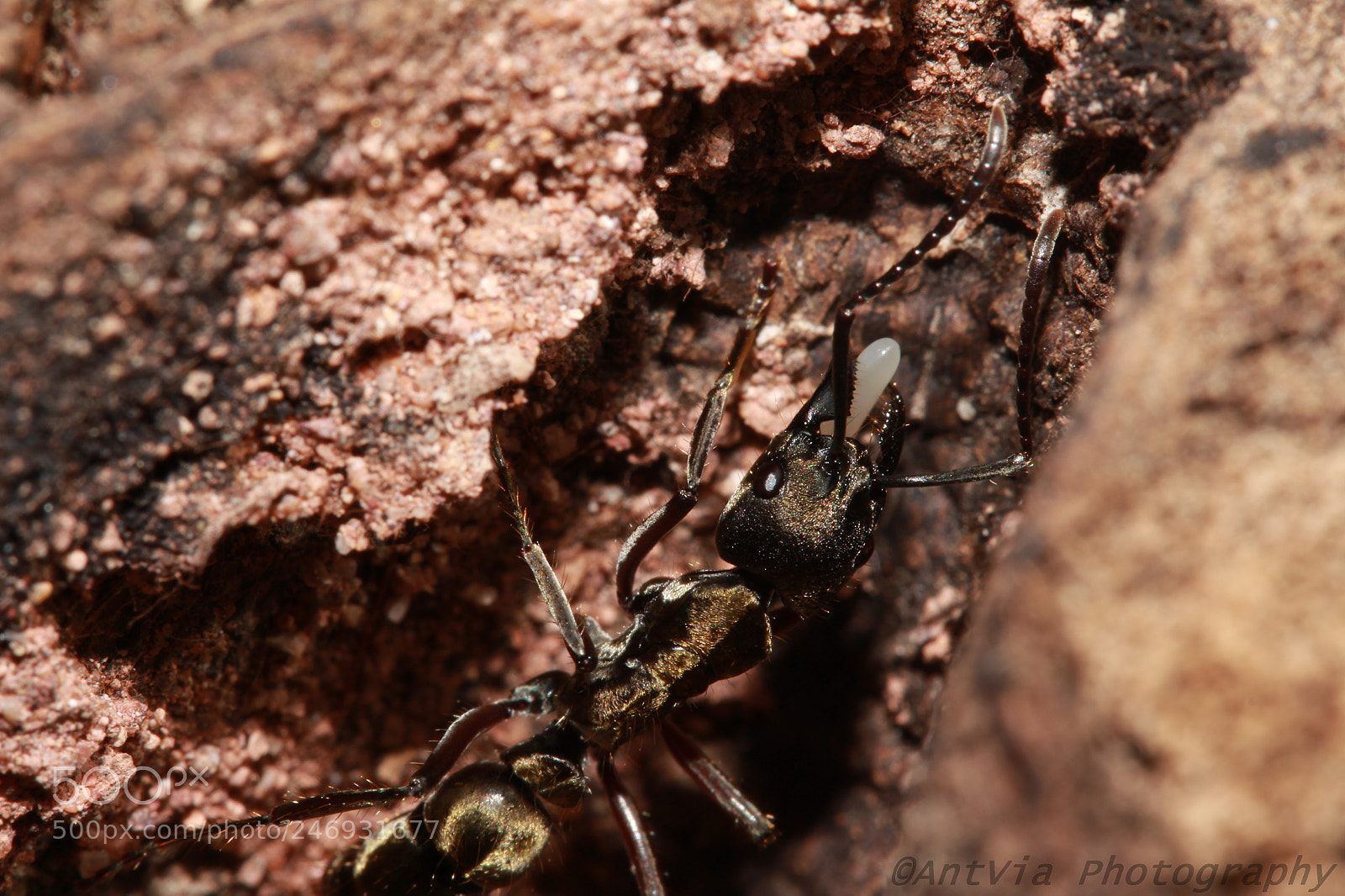 Canon EF-S 60mm F2.8 Macro USM sample photo. Neoponera villosa photography