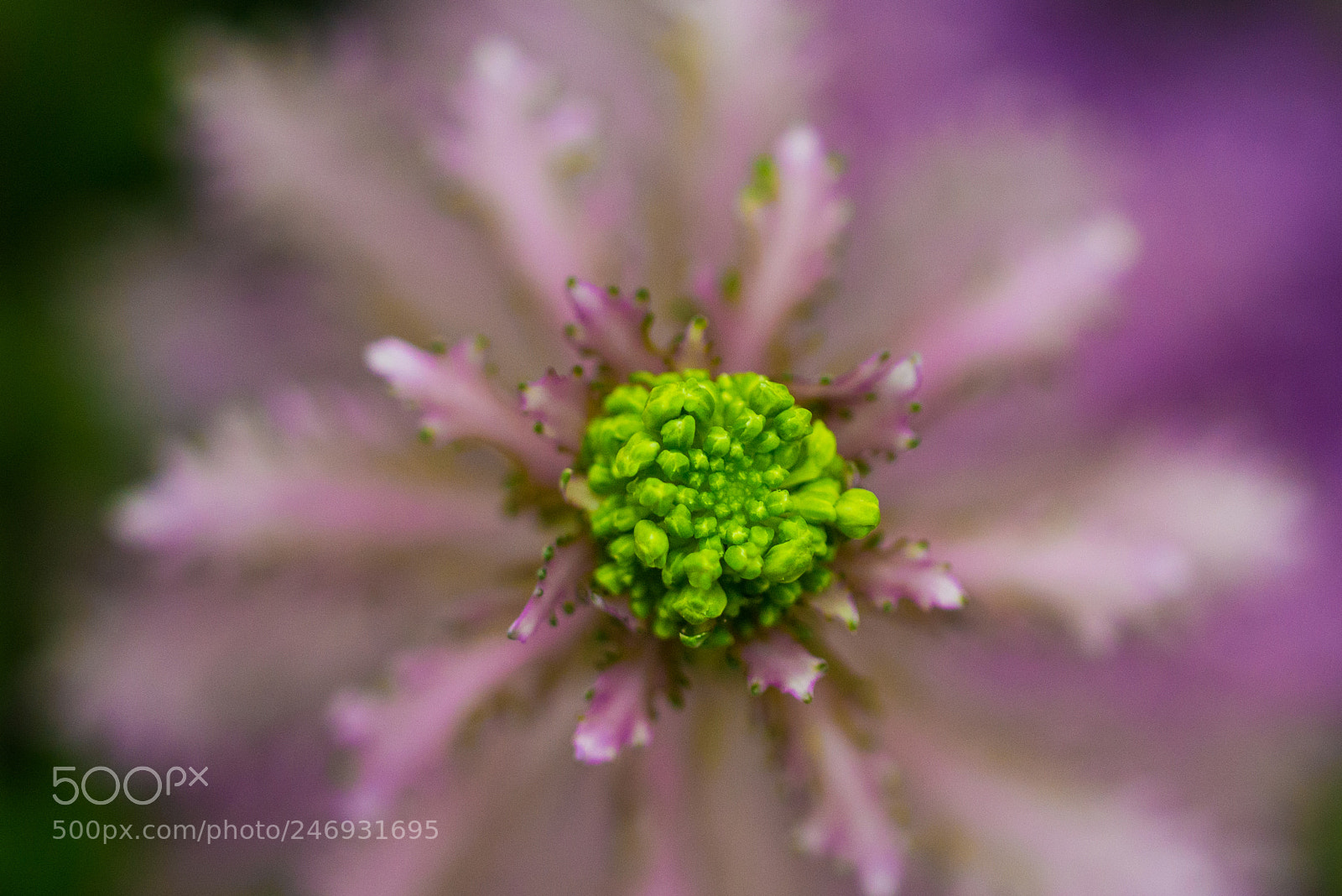 Nikon D610 sample photo. Macro flower photography