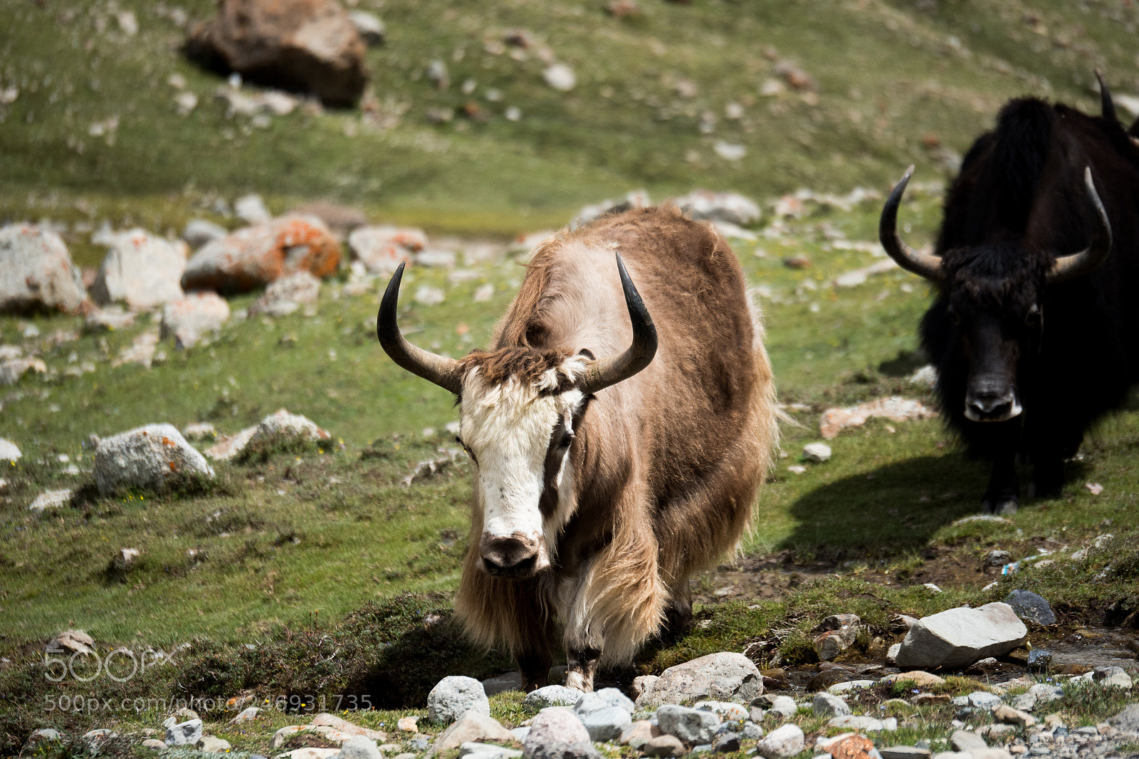 Panasonic Lumix DMC-GH4 sample photo. Yak himalayas mountain tibet photography