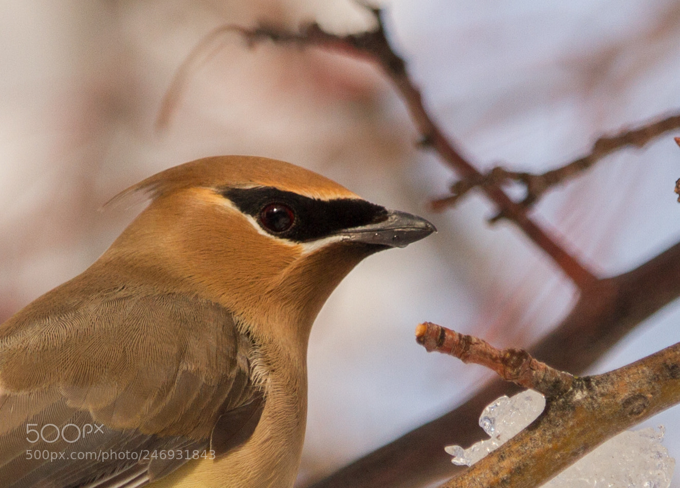 Canon EOS 7D sample photo. A gregarious cedar waxwing photography