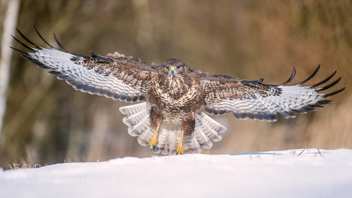 Nikon D4 sample photo. Spread your wings... photography