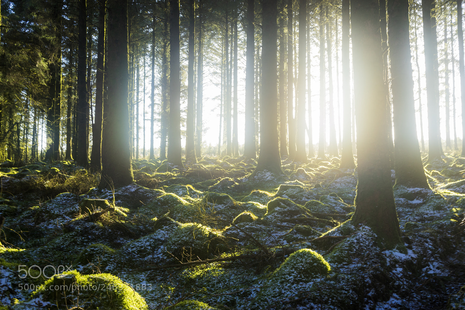 Sony a7 II sample photo. Morning glow photography