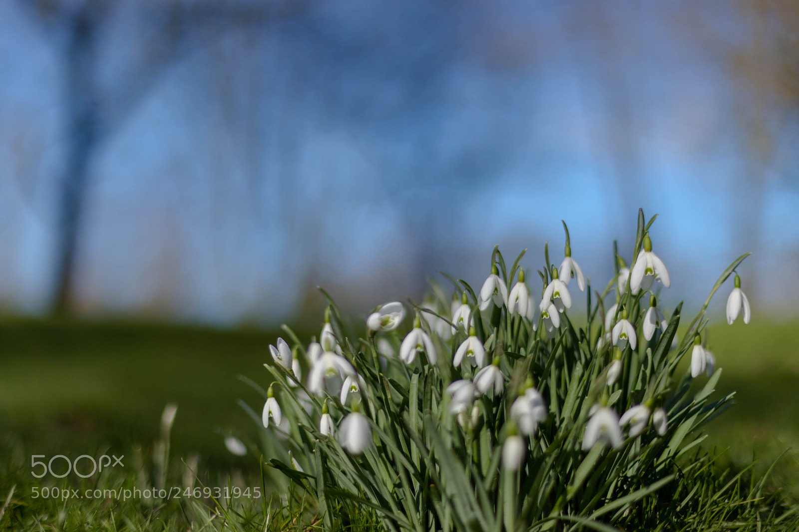 Canon EOS 6D Mark II sample photo. Early spring  snowdrops photography