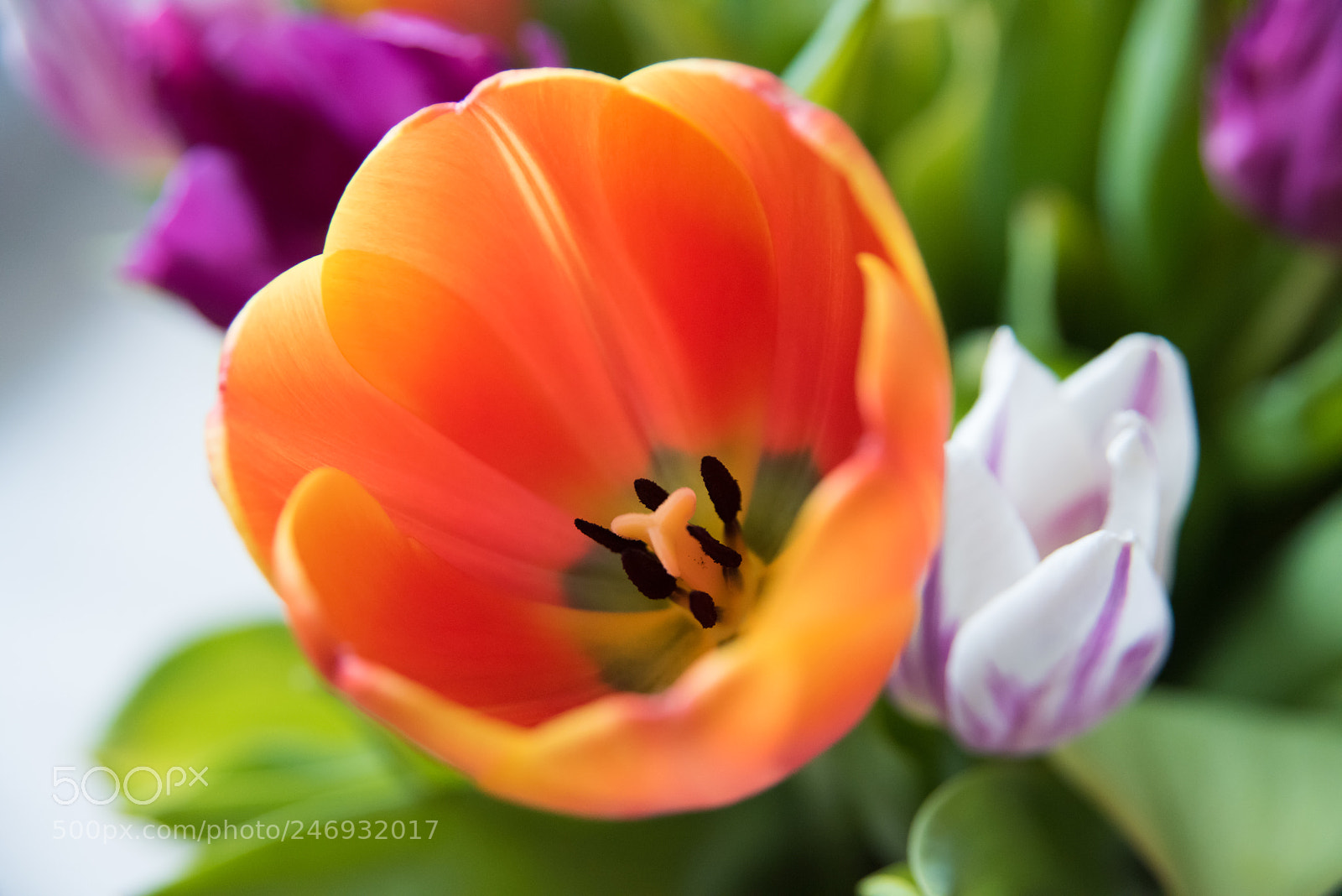 Nikon D810 sample photo. Untitled photography