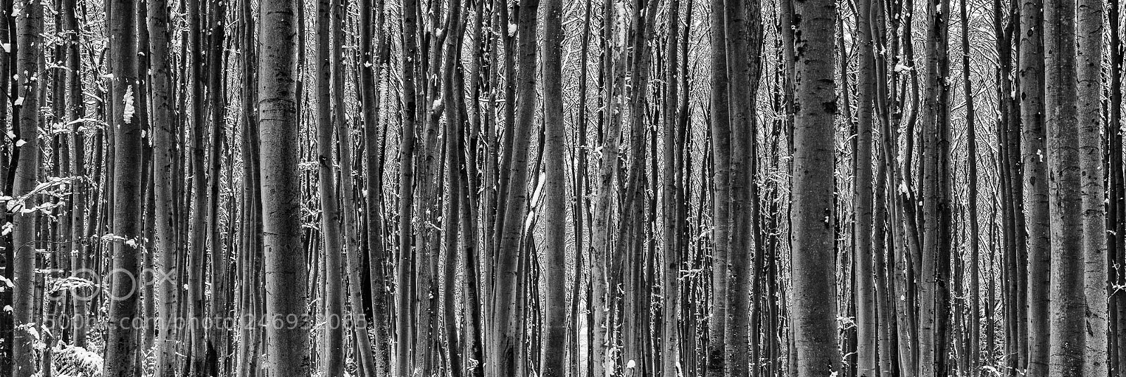 Nikon D500 sample photo. Waldpanorama mit schnee photography