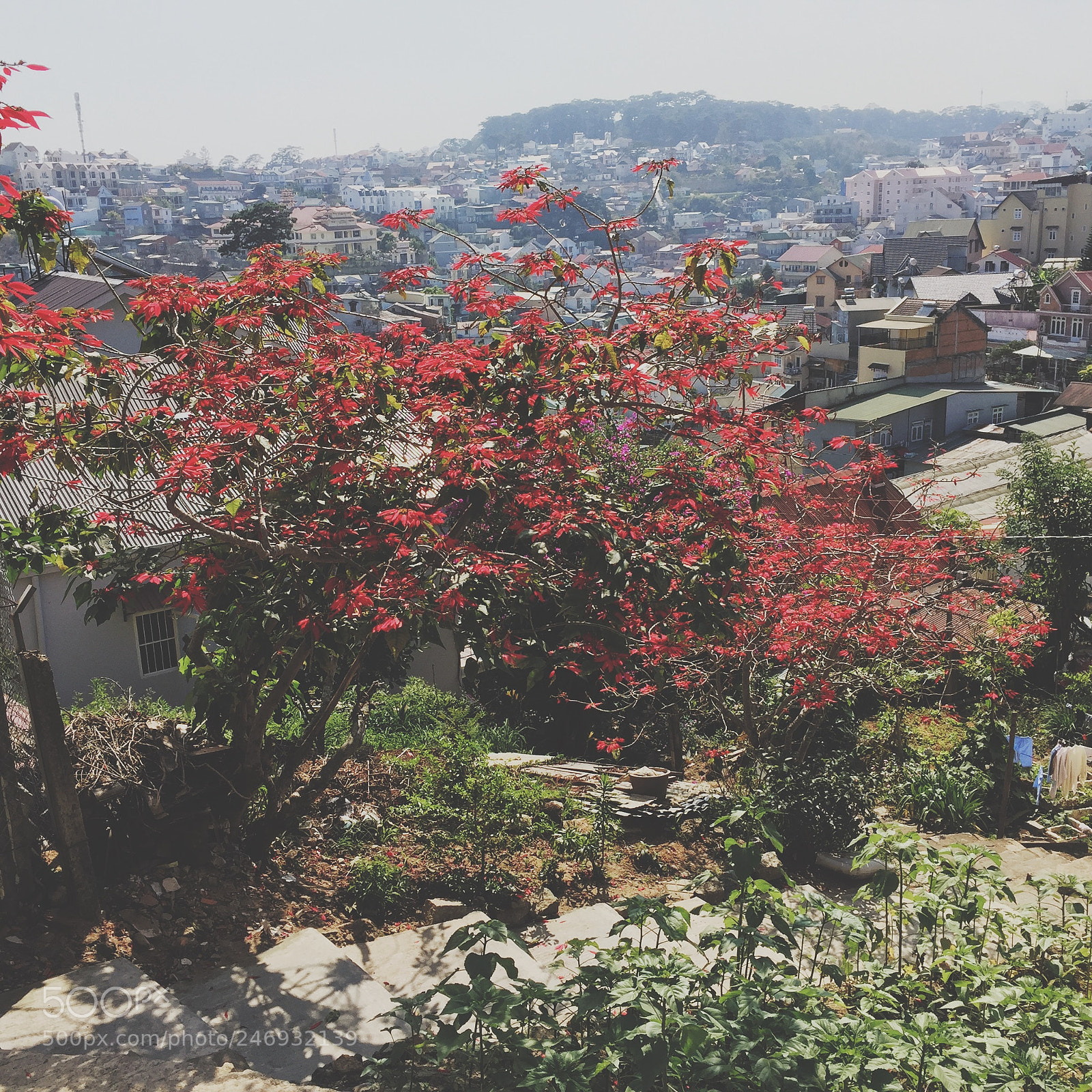 Apple iPhone 6 sample photo. Red photography