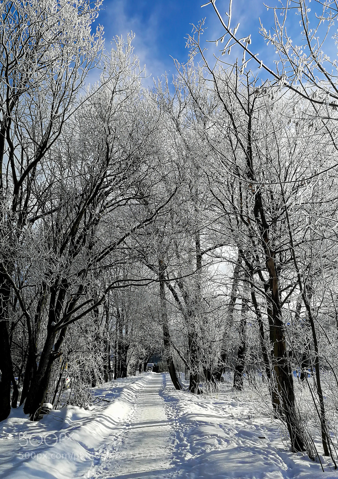 HUAWEI P10 sample photo. Winter photography