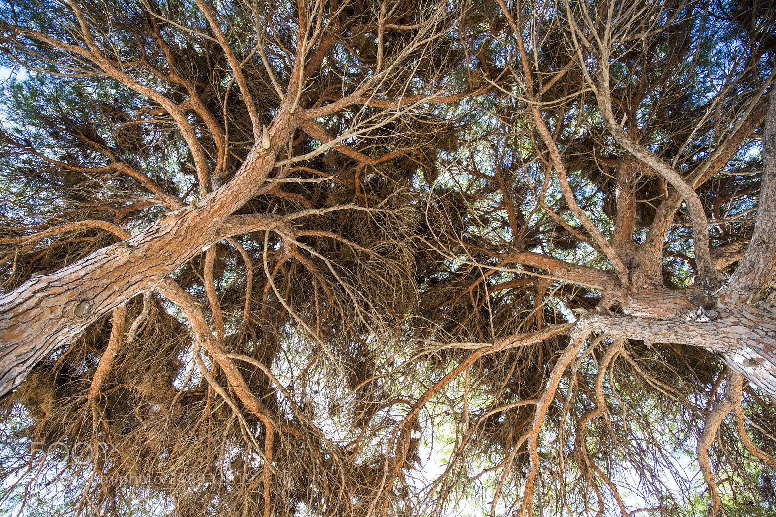 Canon EOS 6D Mark II sample photo. Pinos photography
