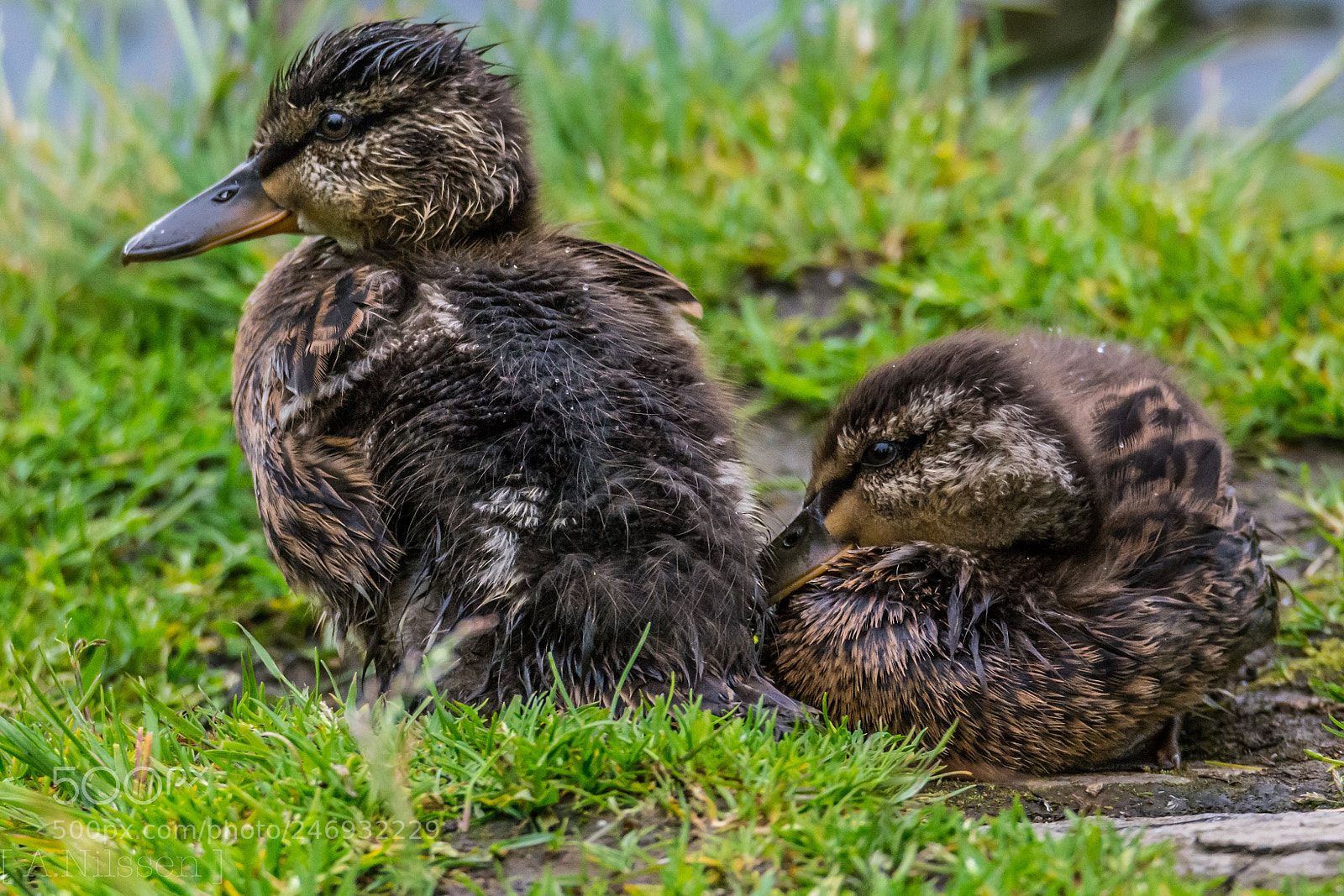 Nikon D7100 sample photo. Ducks photography