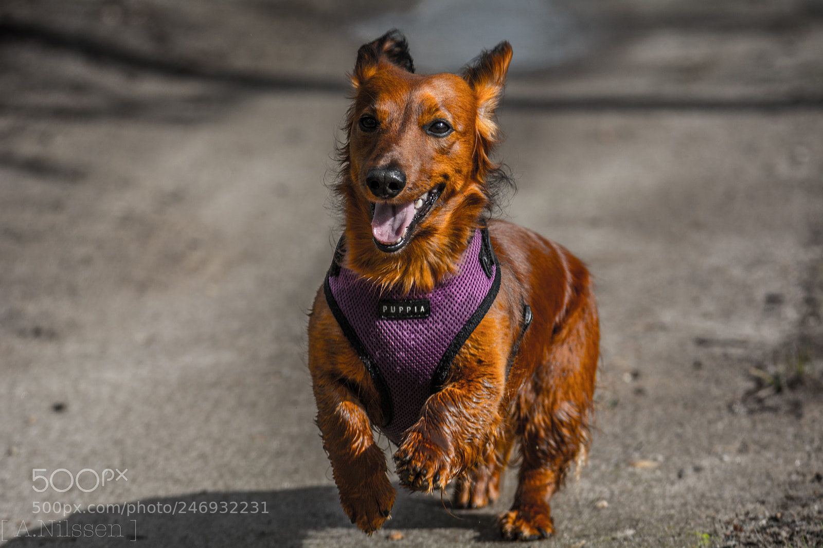 Nikon D7100 sample photo. Tula photography