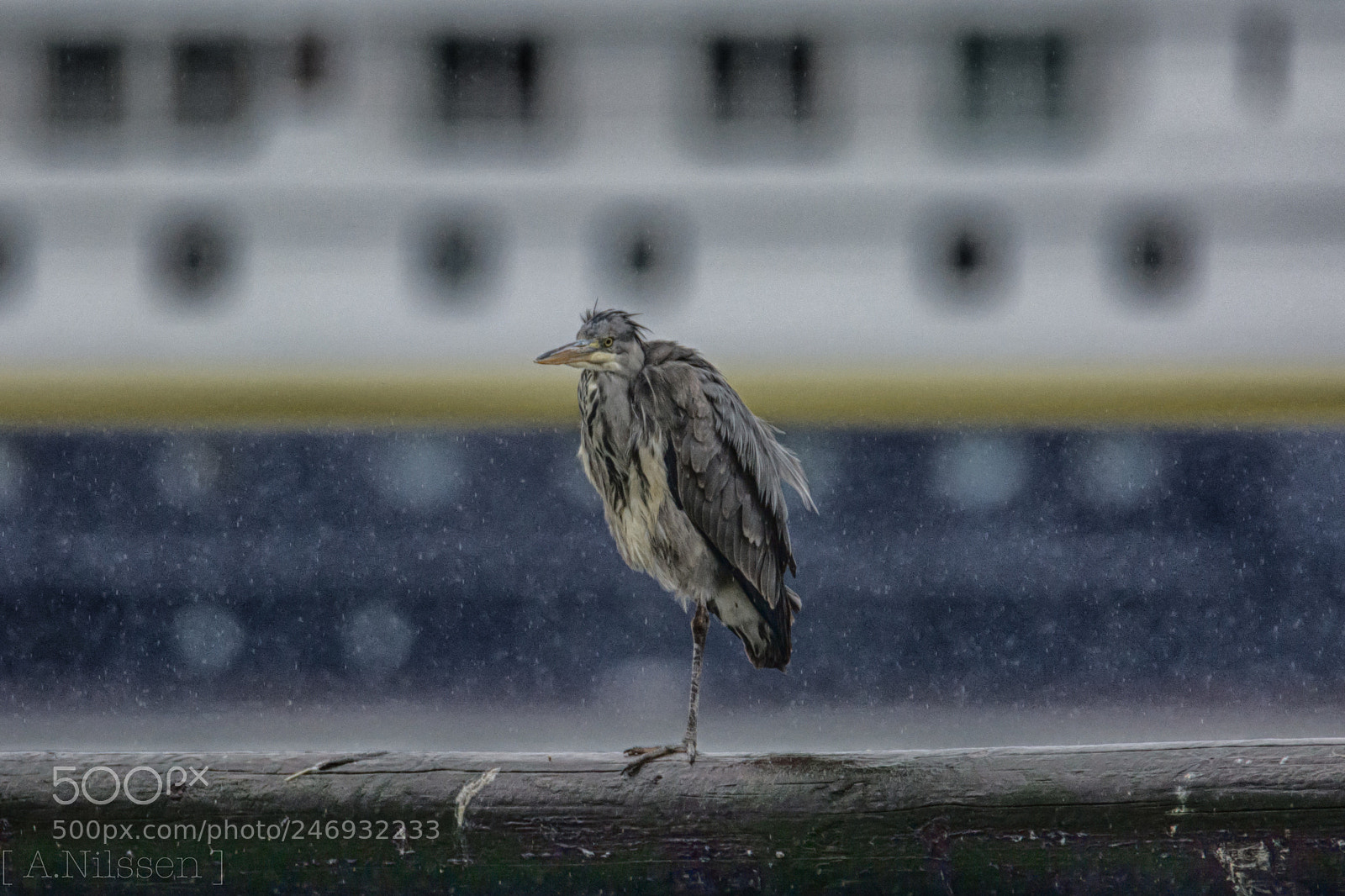 Nikon D7100 sample photo. Heron photography